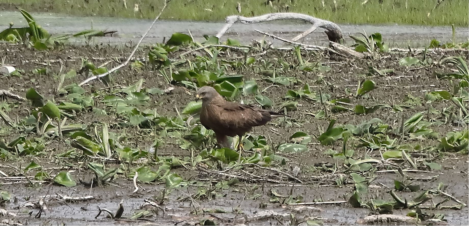 Nibbio bruno 04-05-2022