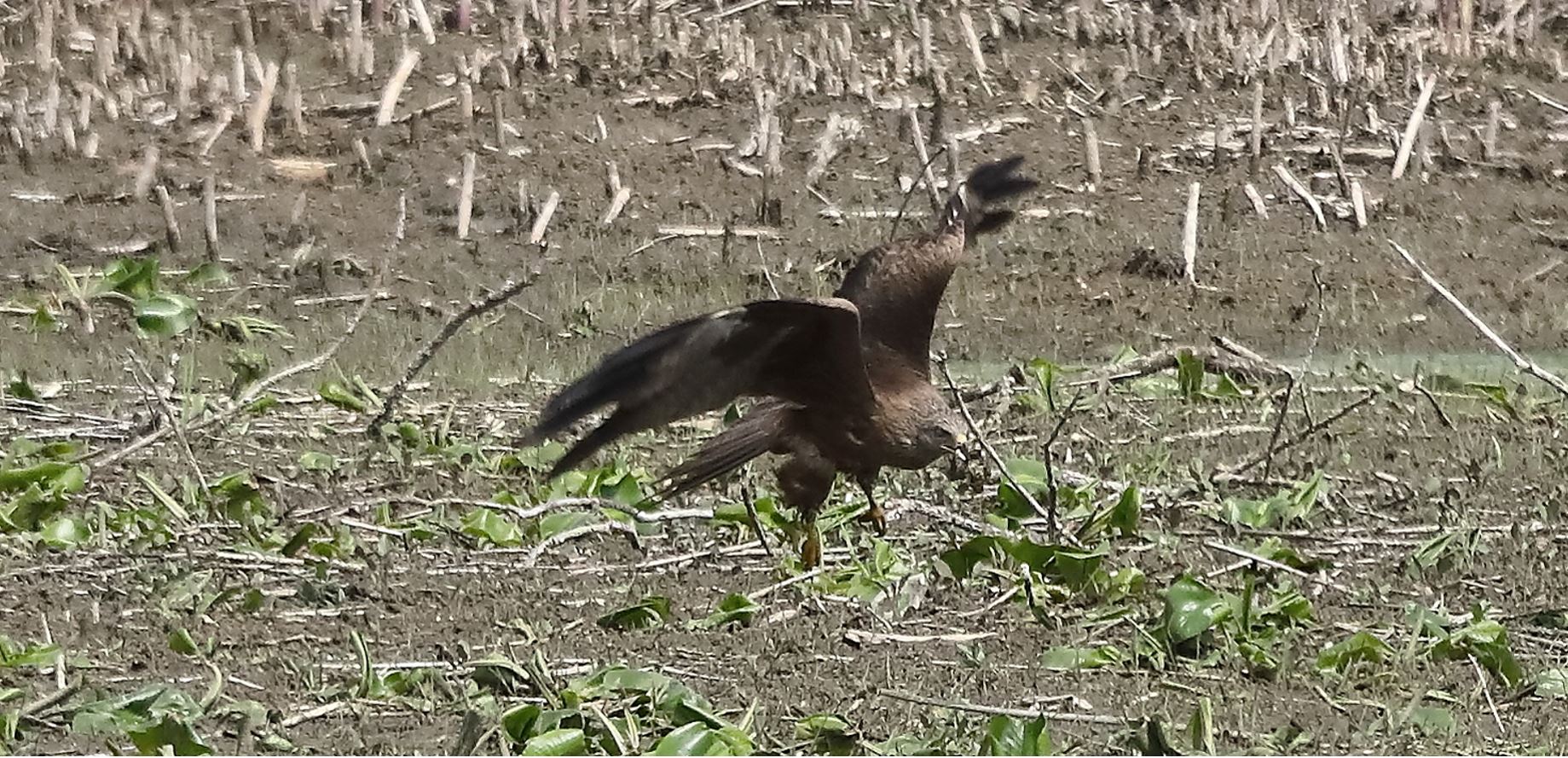 Nibbio bruno 04-05-2022