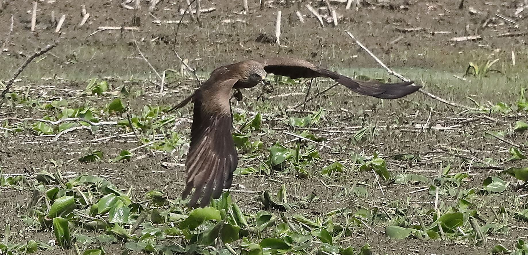 Nibbio bruno 04-05-2022