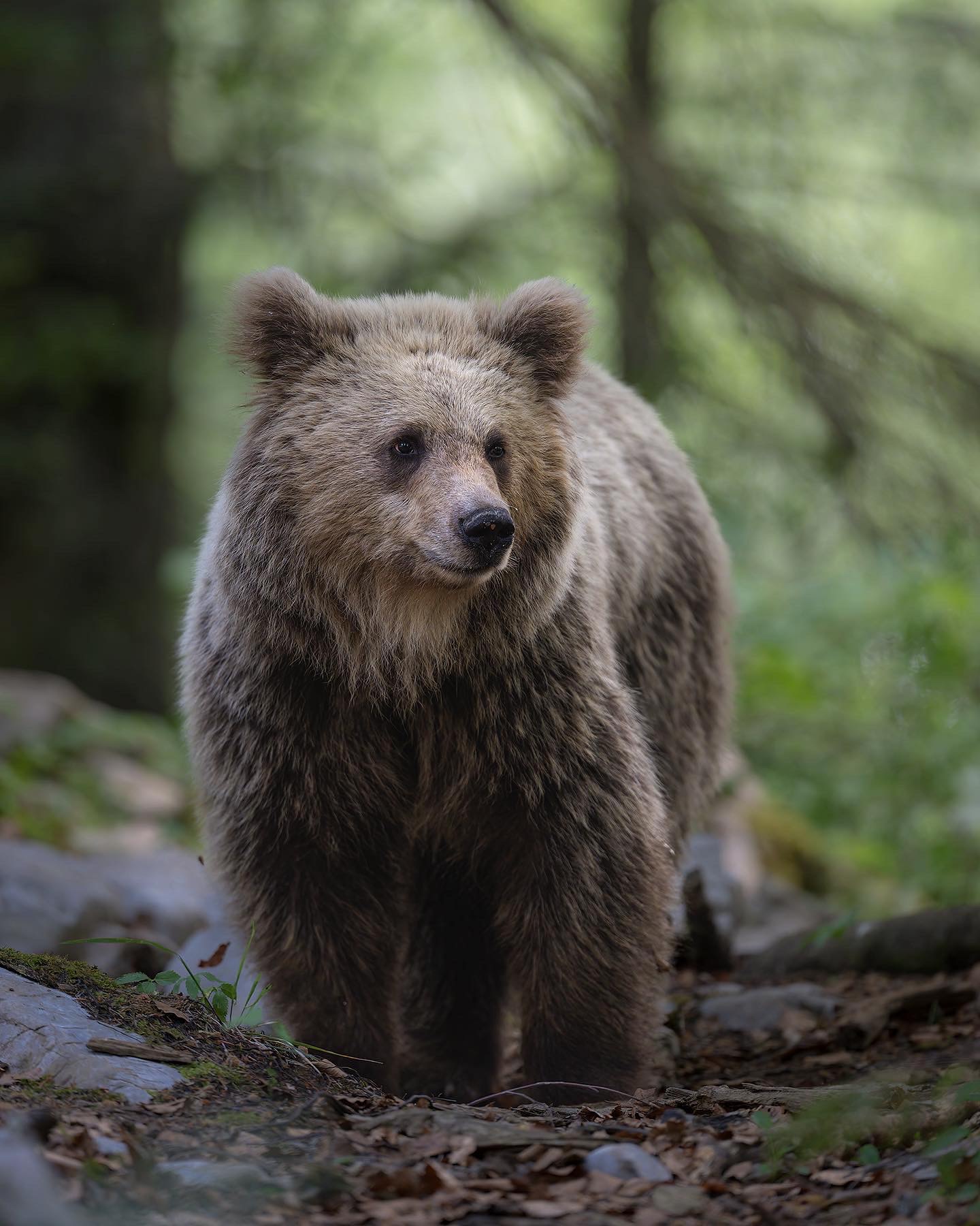 Bear 01