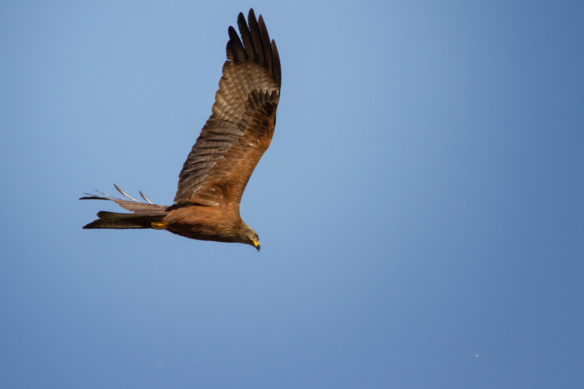 Black kite
