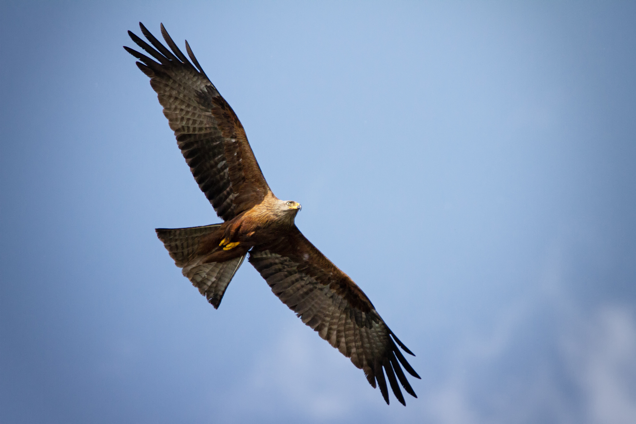 Black kite