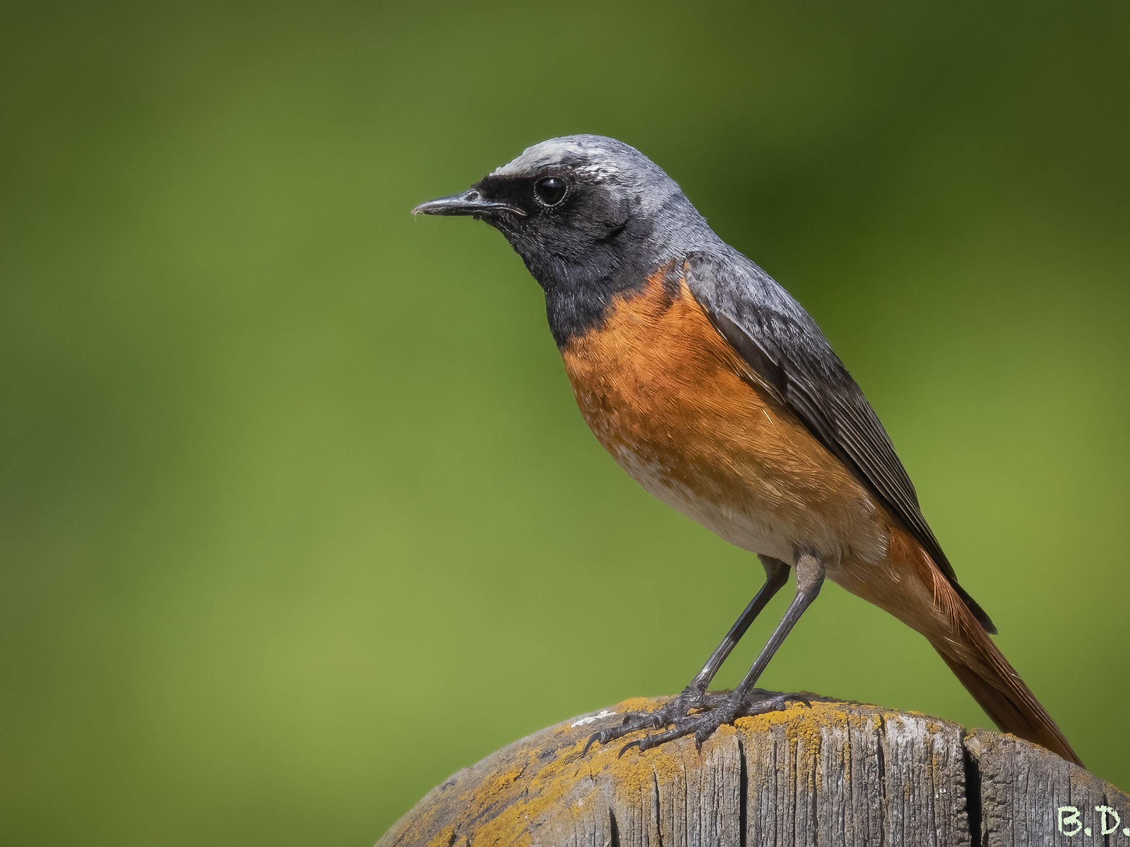 Phoenicurus phoenicurus