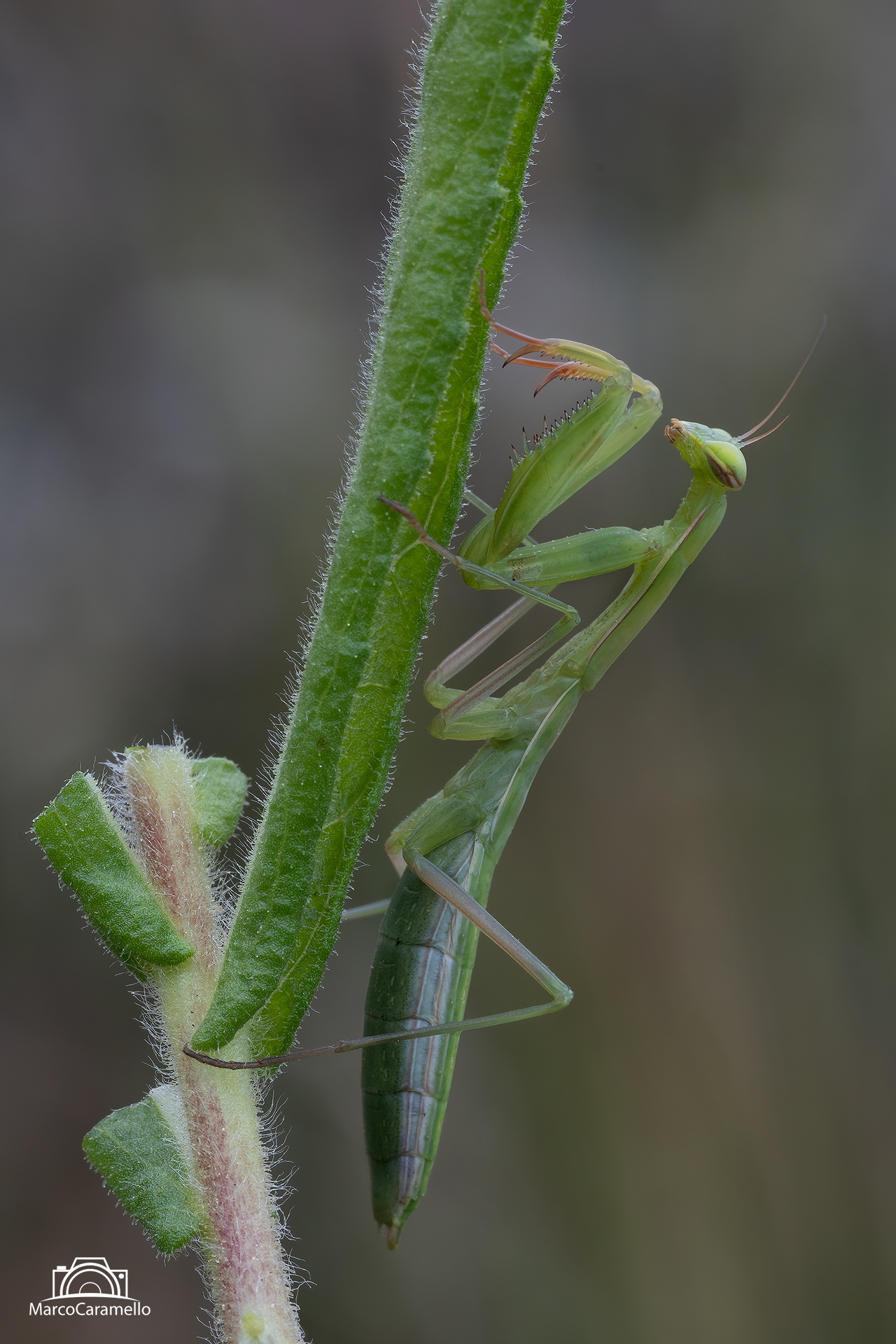mantide religiosa