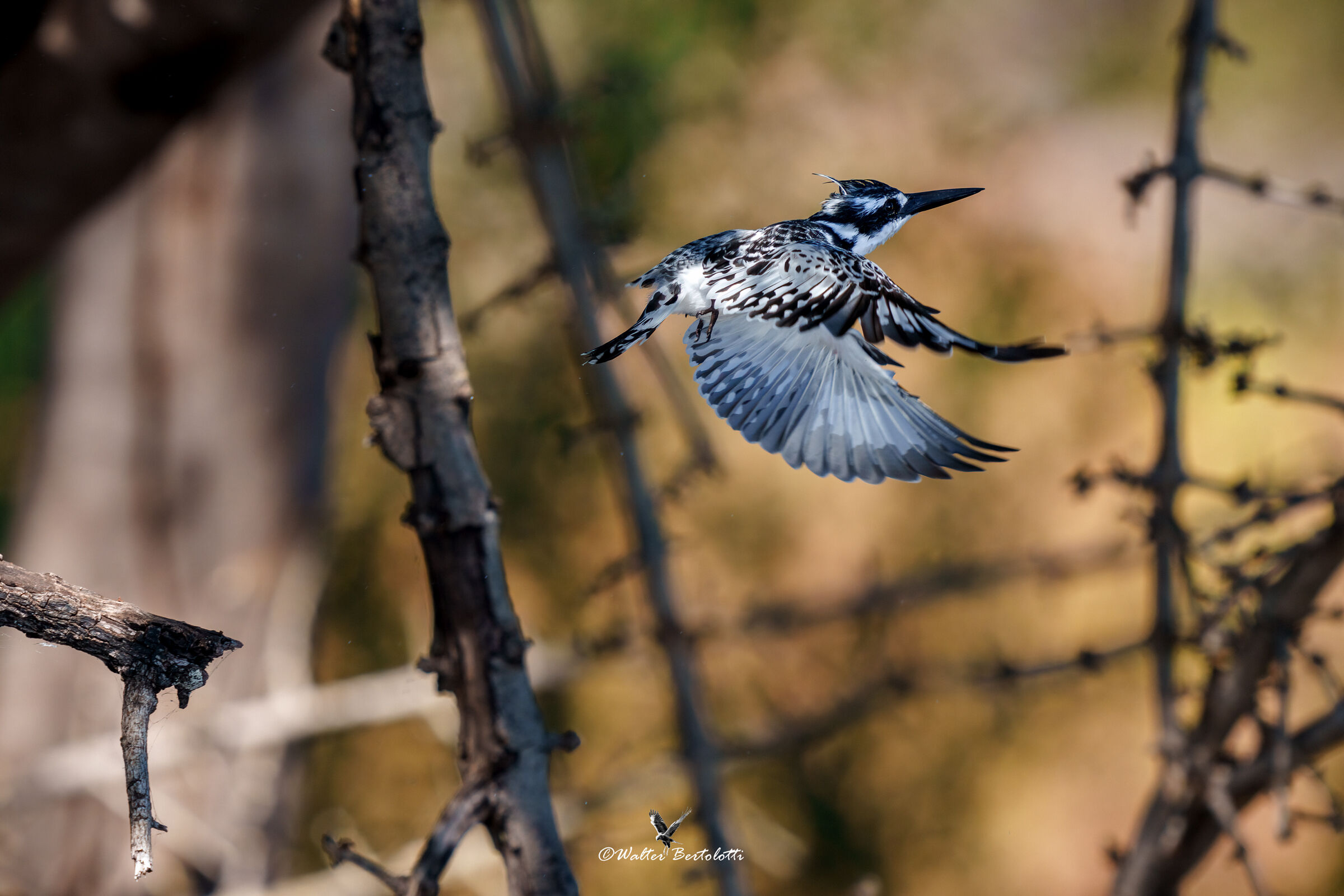 martin pescatore bianco e nero
