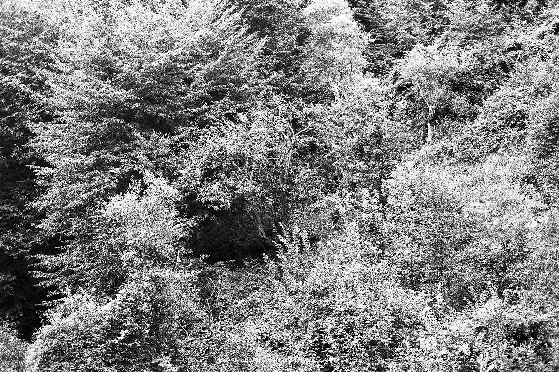 Boscaglia
