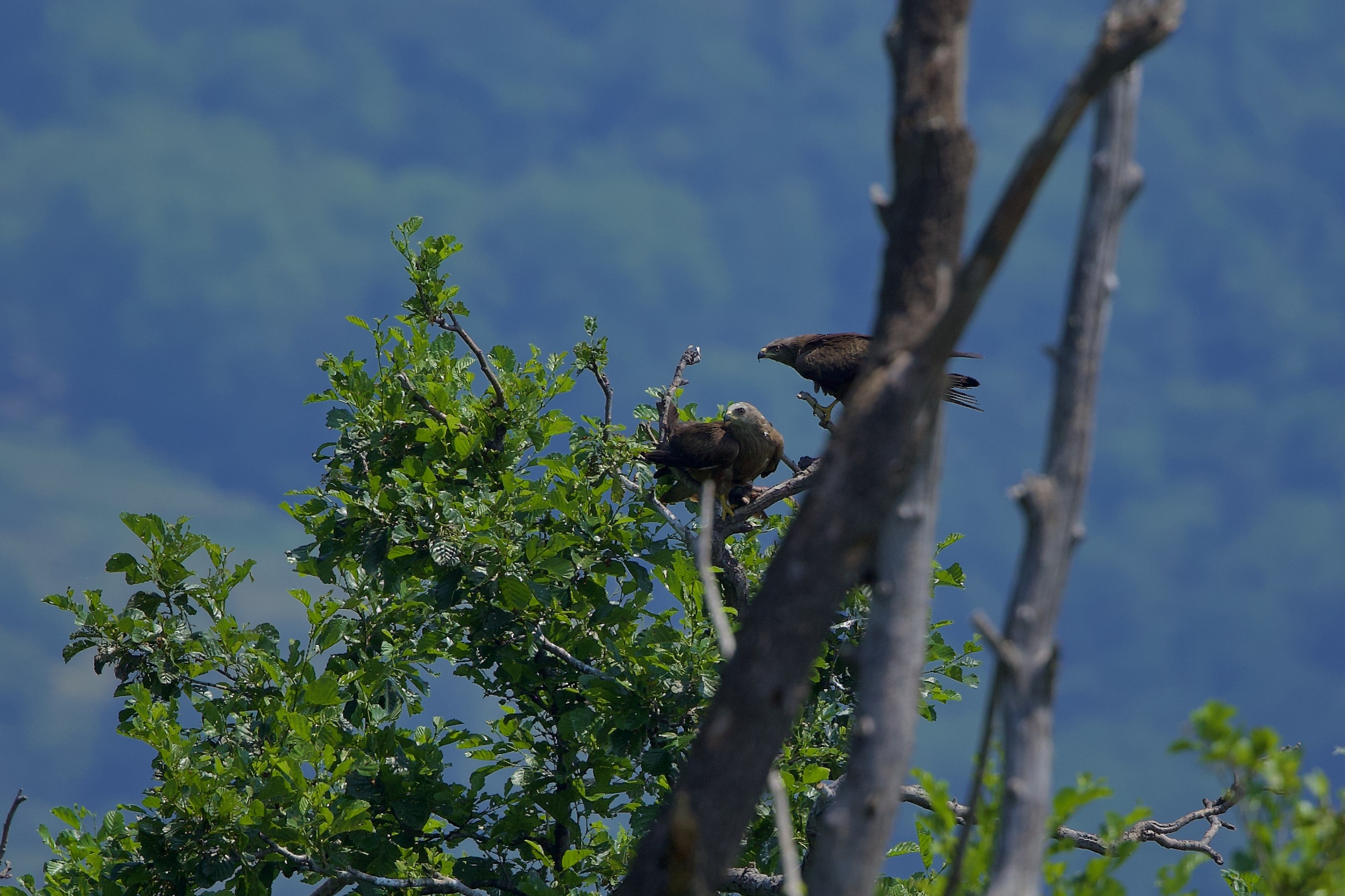 Kite with prey