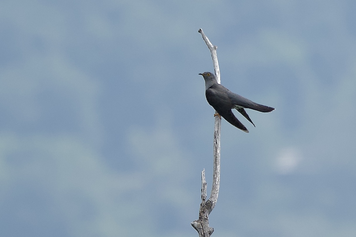 cuckoo
