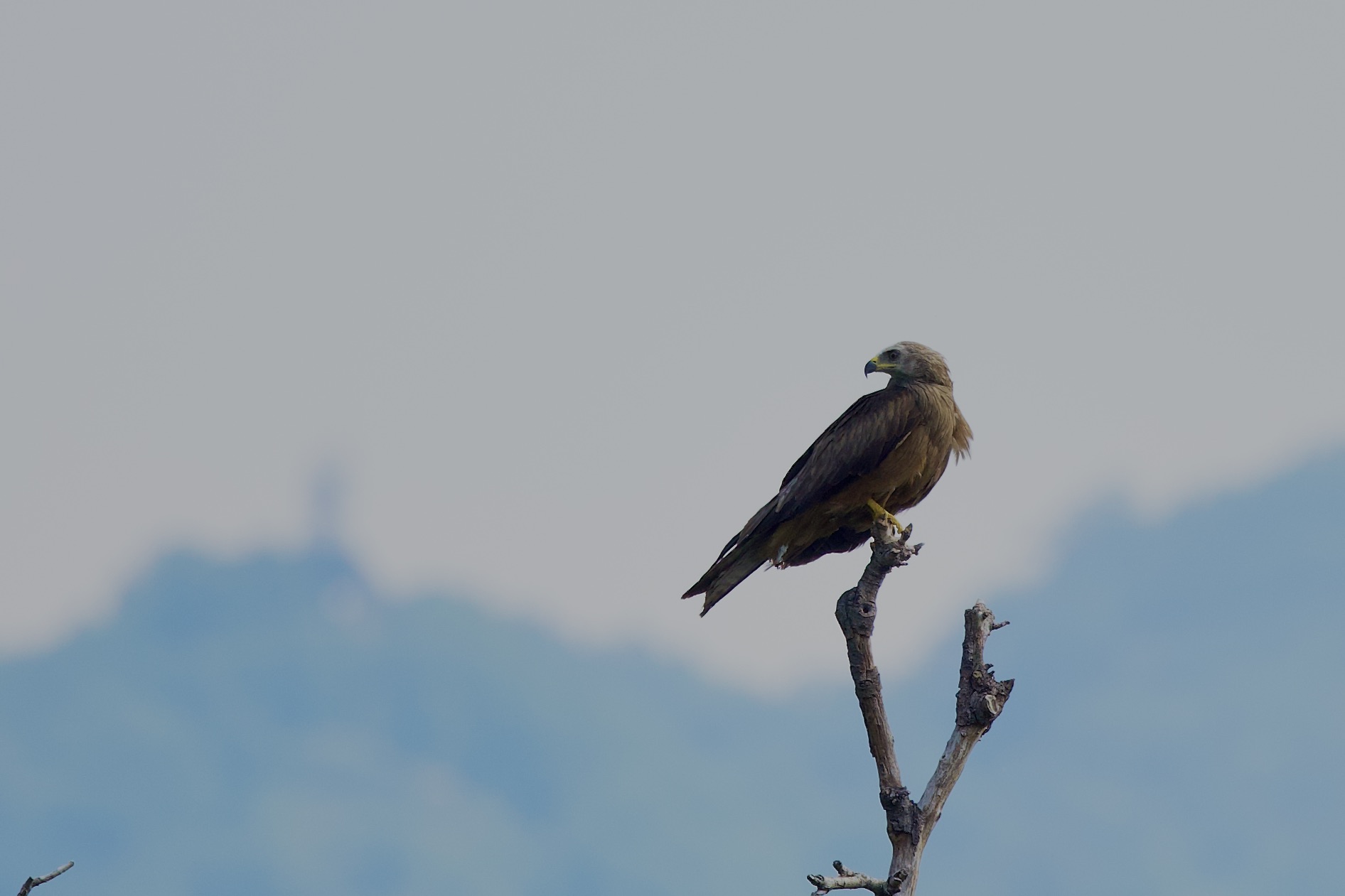 His Majesty the Kite