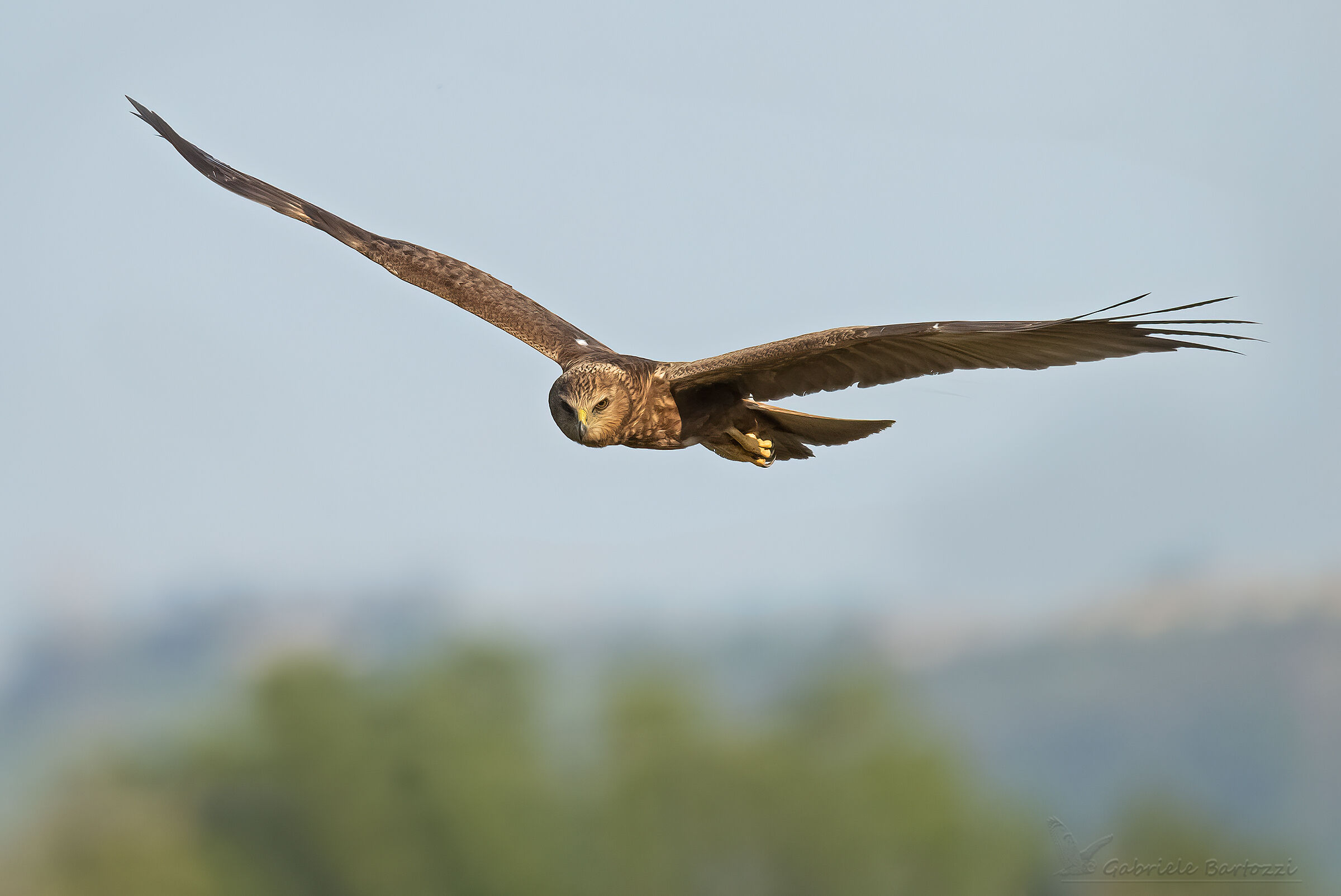 Female marsh falcon