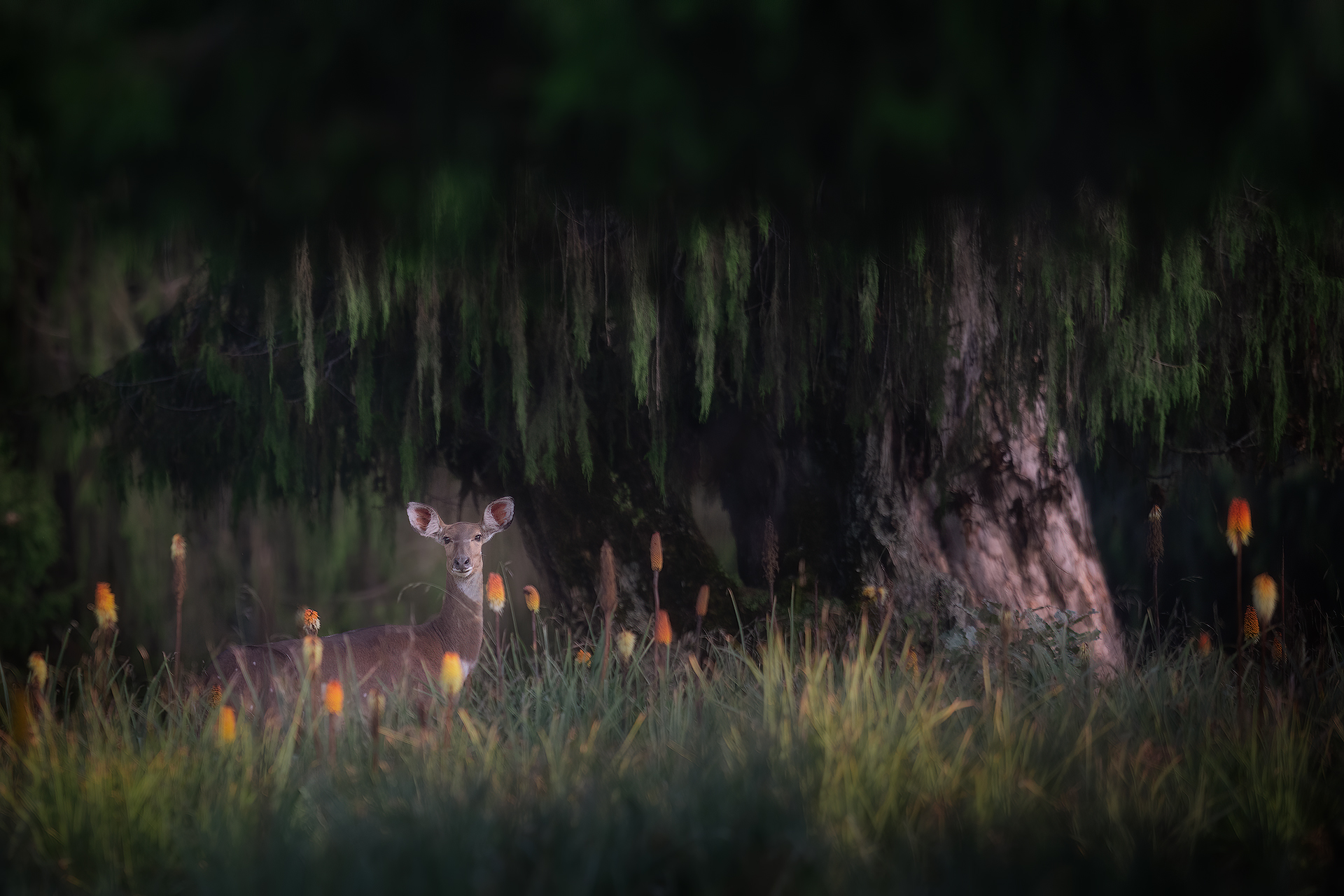 Mountain Nyala