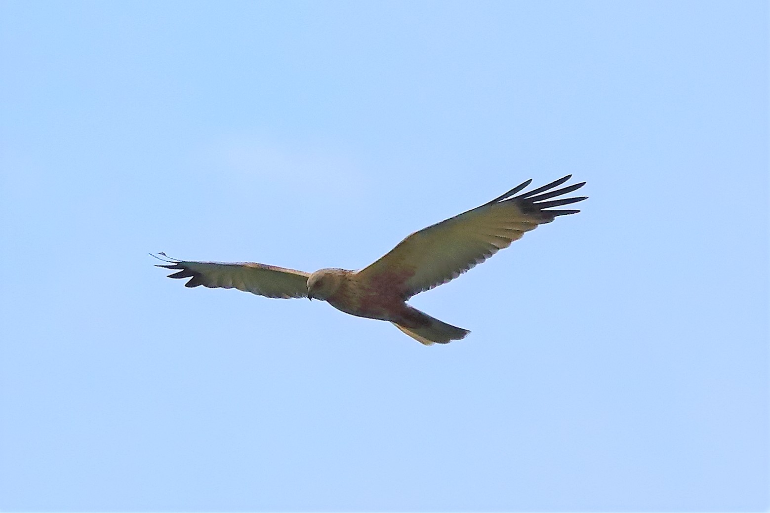 falco di palude 30-04-2022