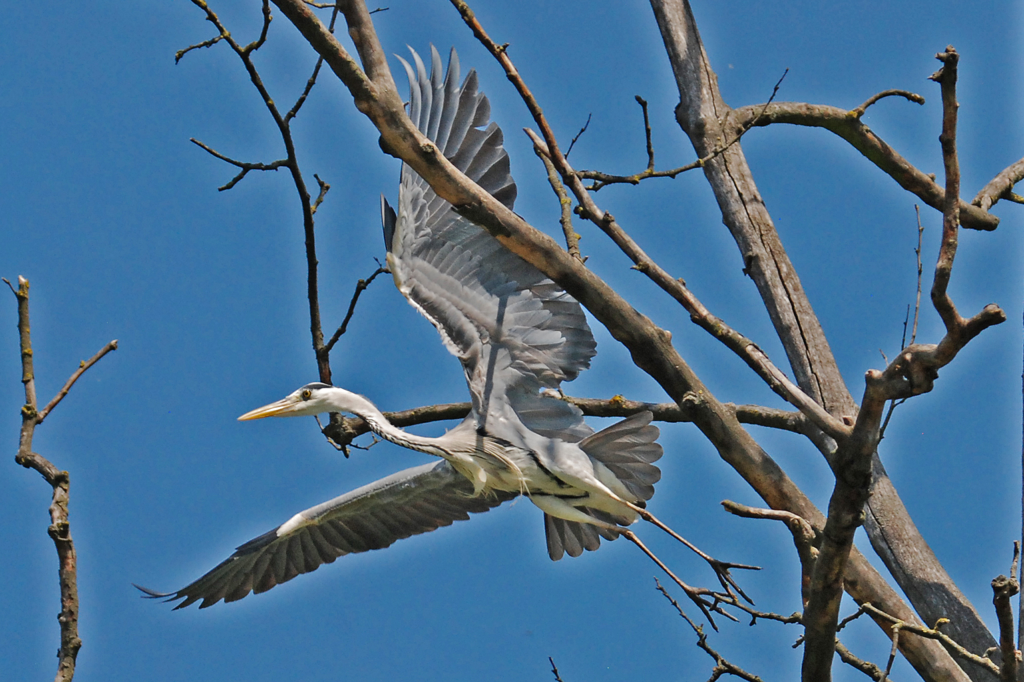 heron