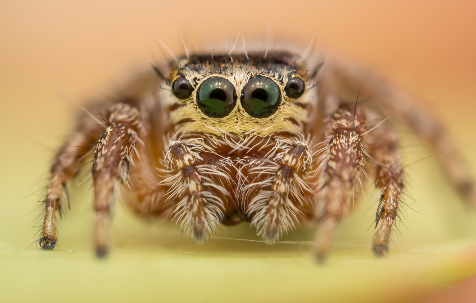 Evarcha jucunda femmina