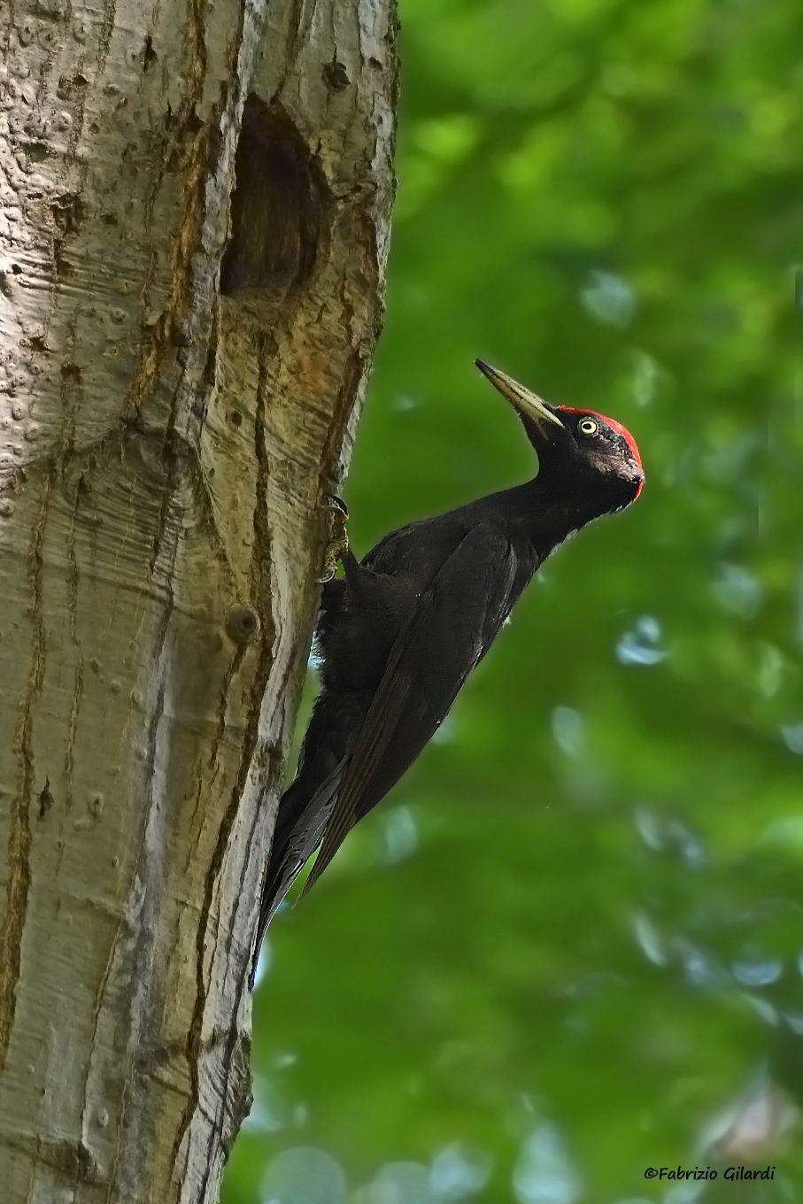 Dryocopus martius (Black Woodpecker)