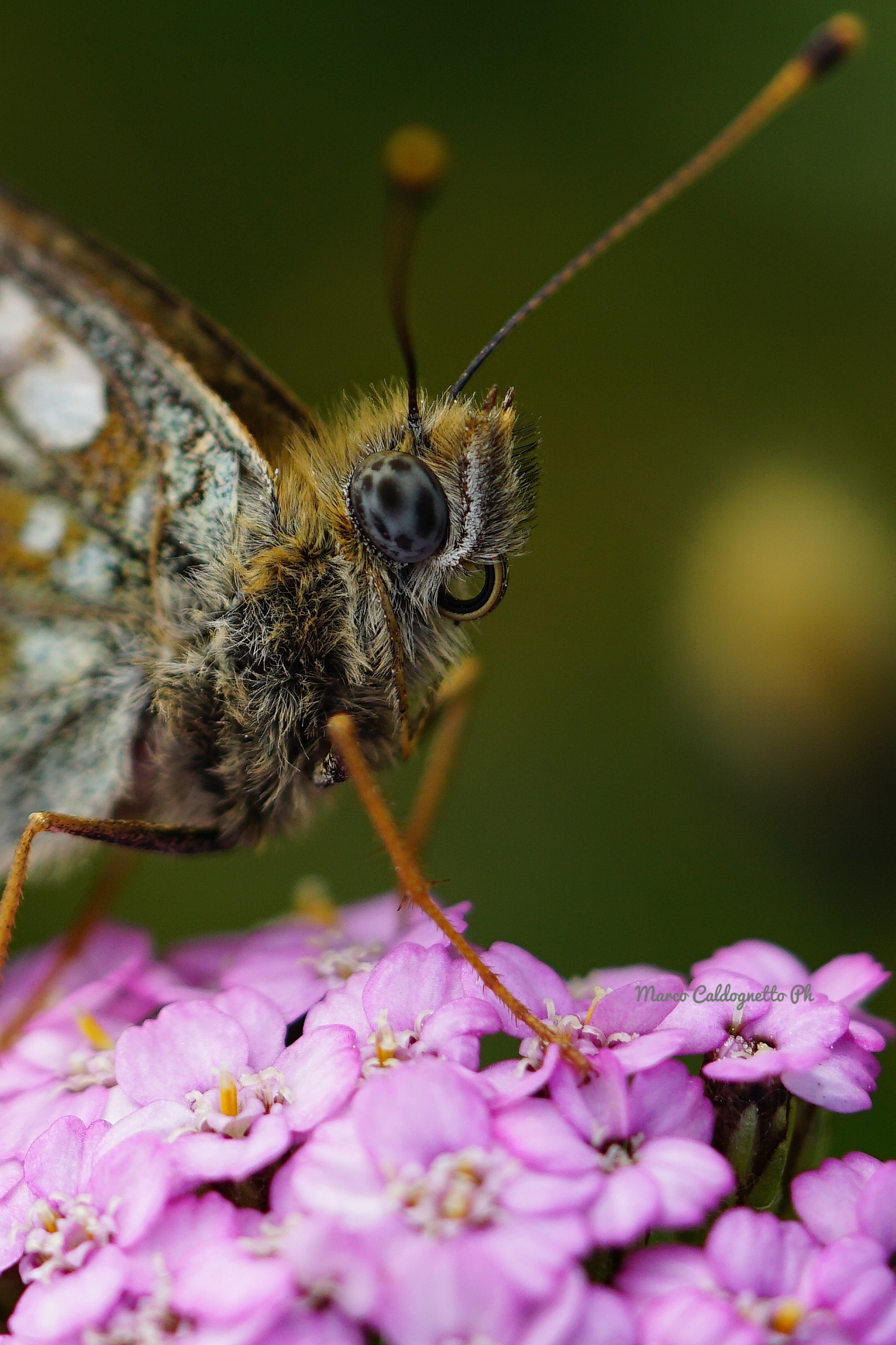 Un inchino poi via...