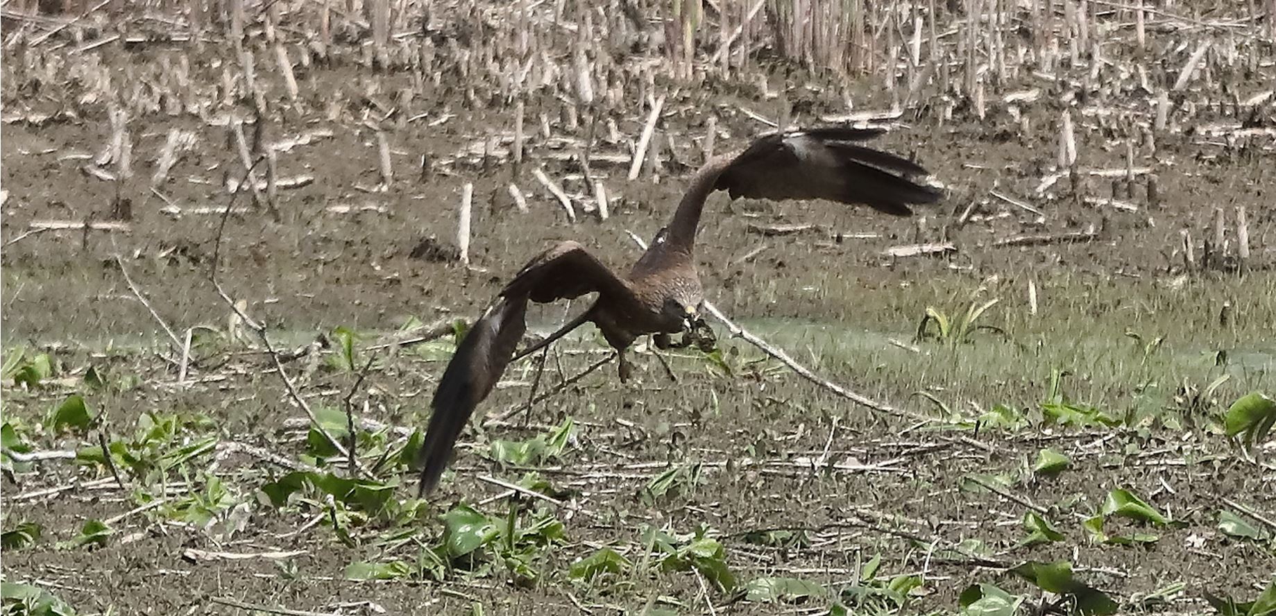 Black kite 04-05-2022