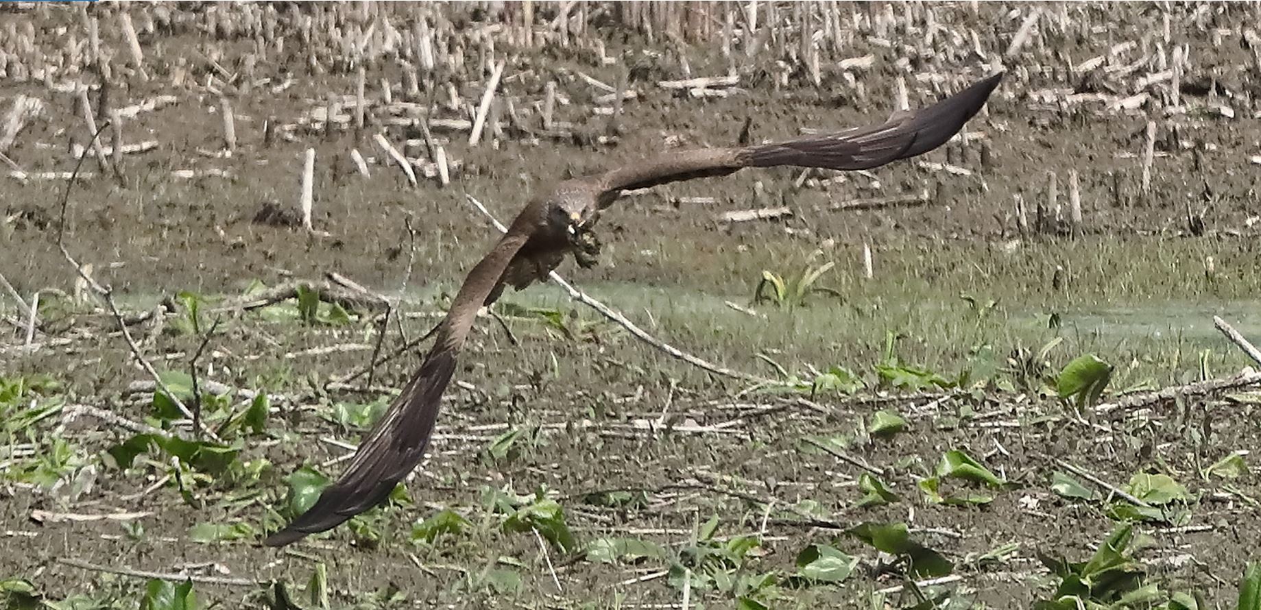 Nibbio bruno 04-05-2022