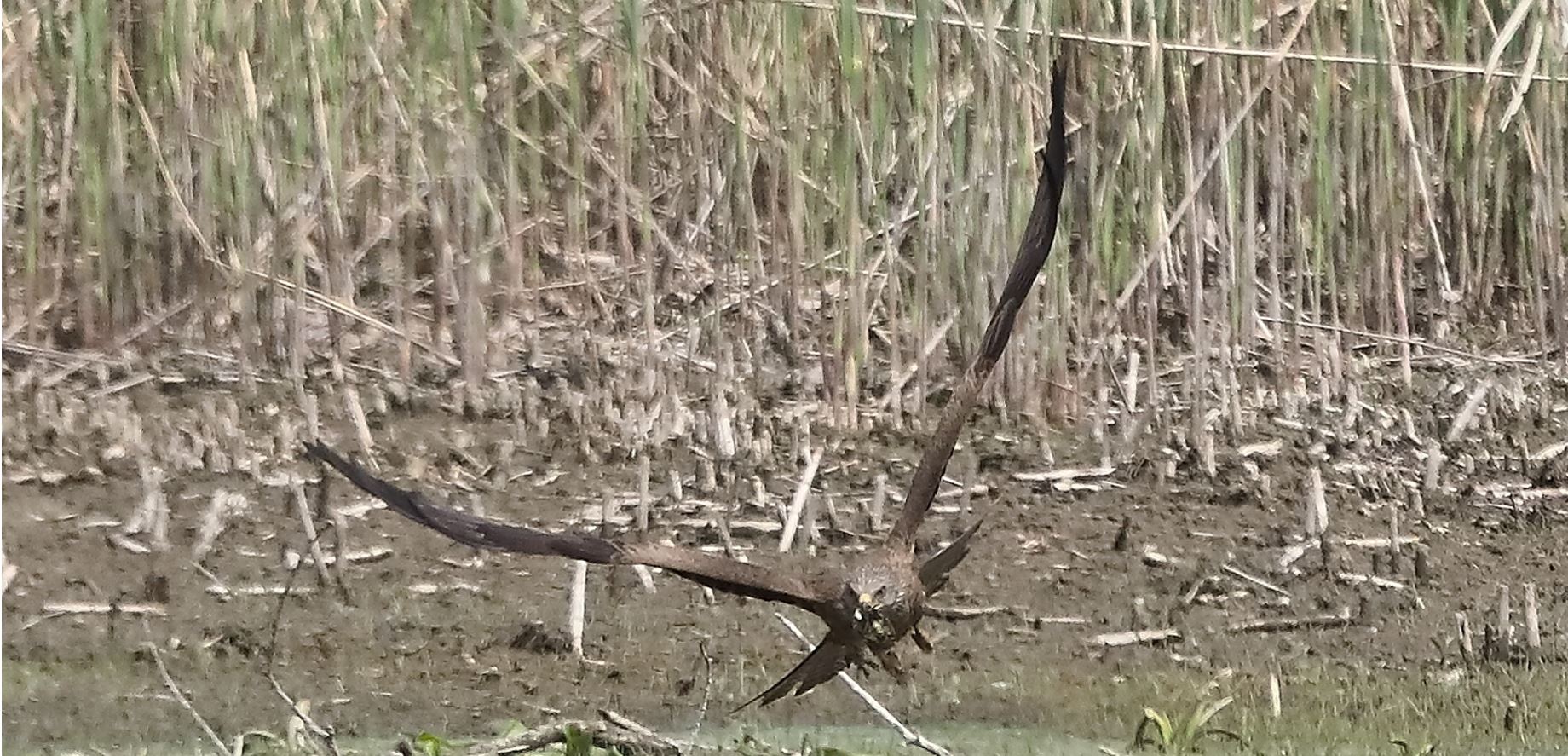 Nibbio bruno 04-05-2022