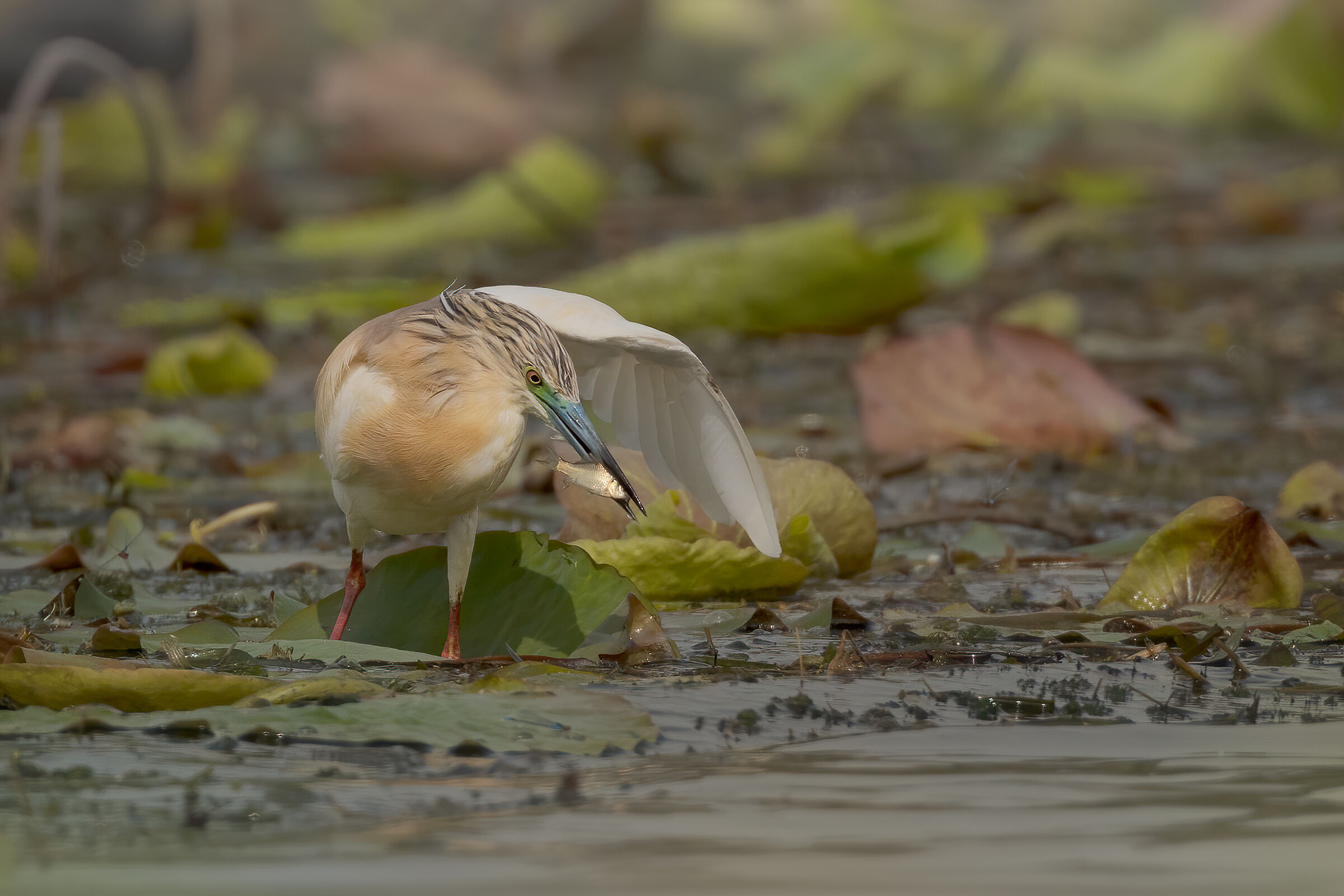 Sgarza ciuffetto con piccola preda