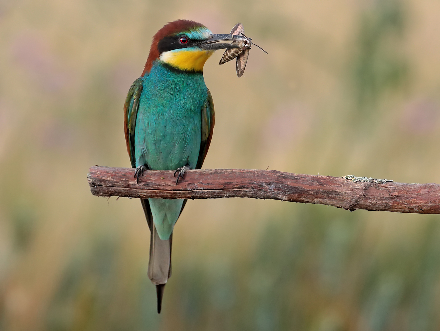 bee-eater