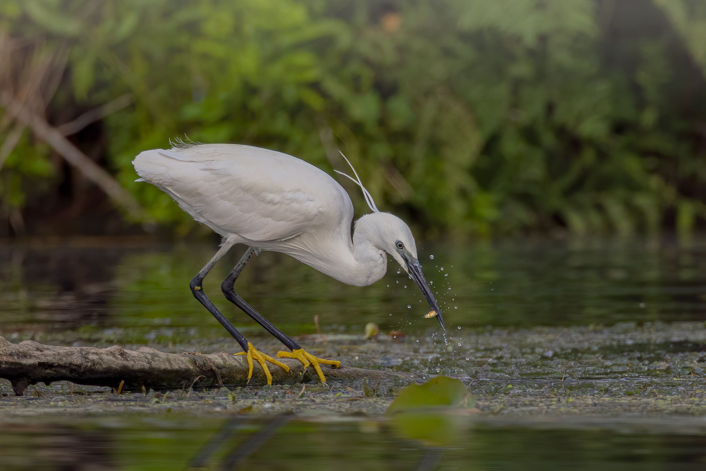 Garzetta con pesciolino