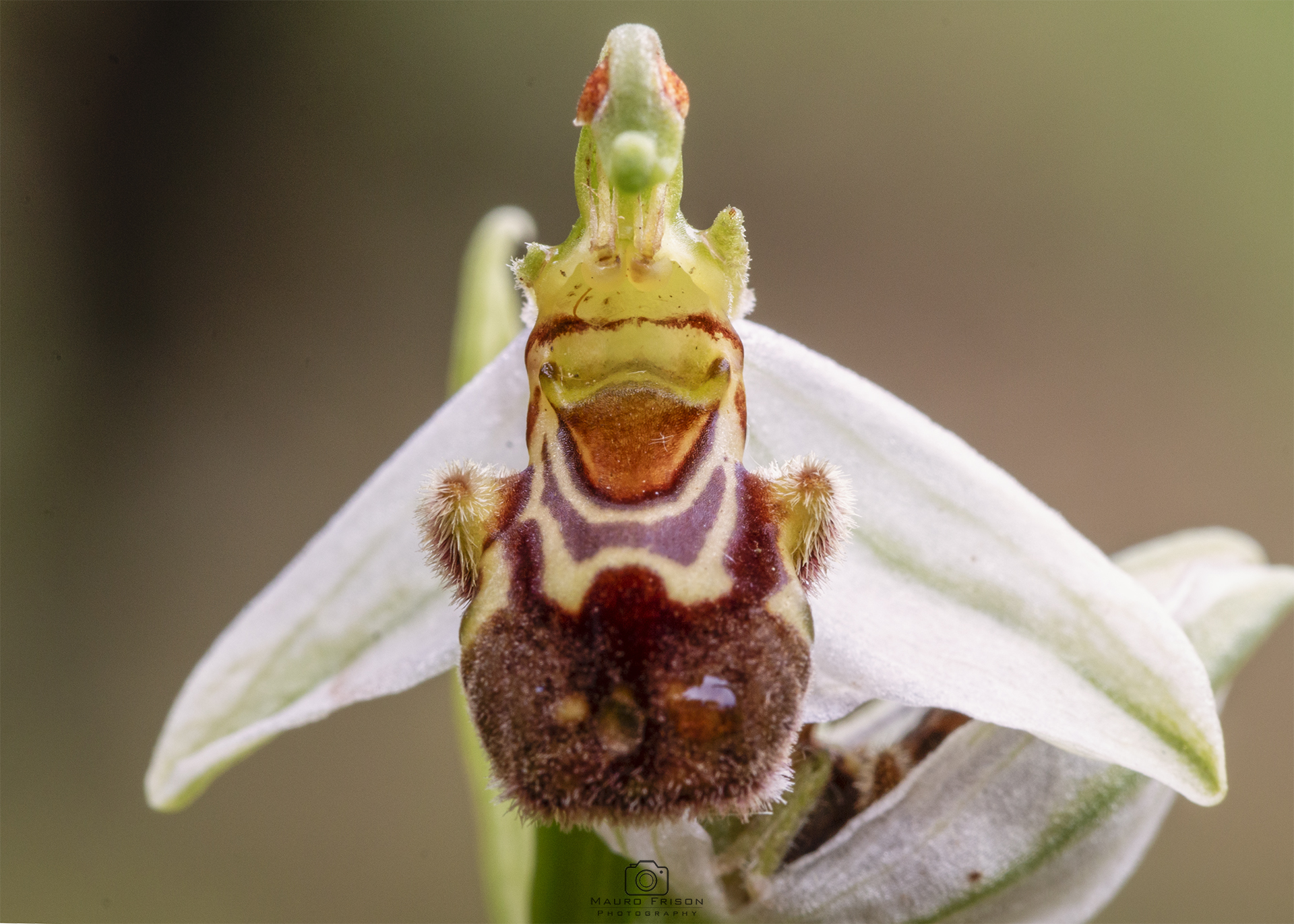 Ophrys apifera