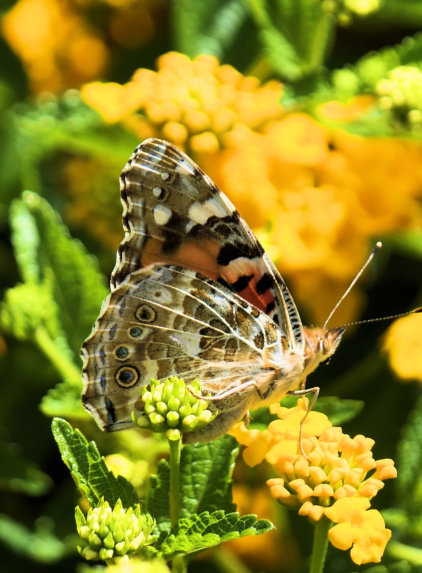 . . . farfalle . . .