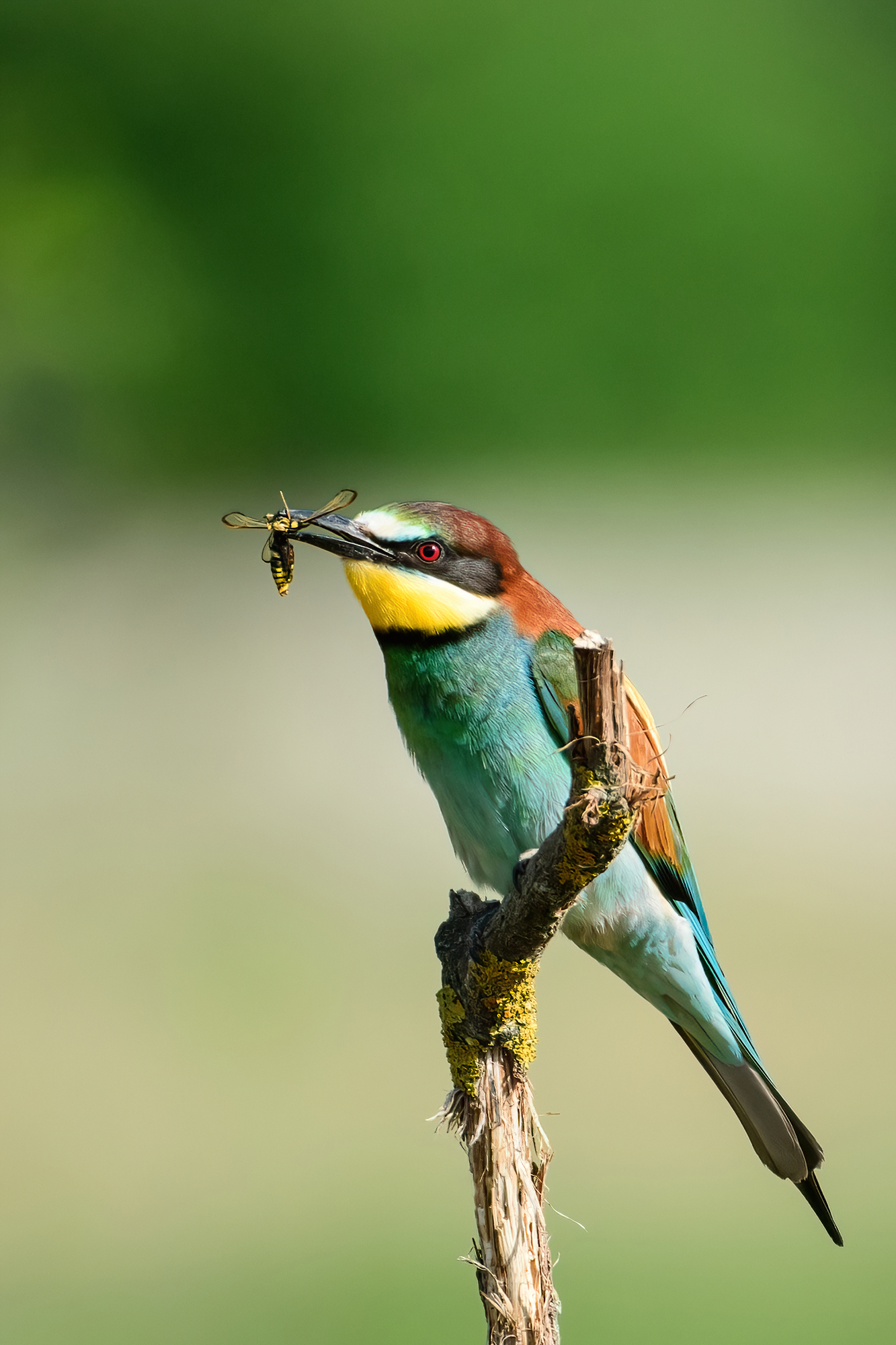 Bee-eater