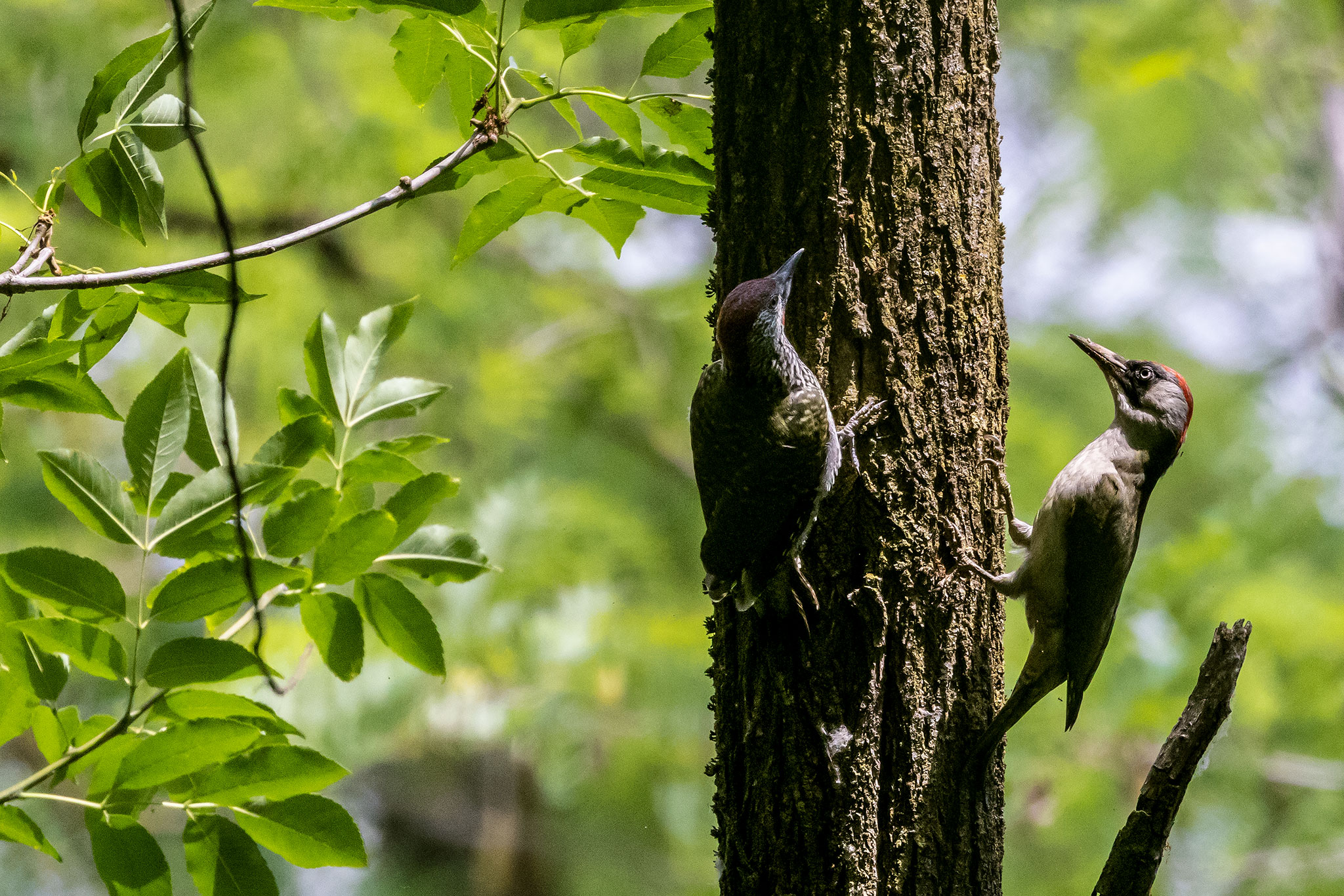 Picchio verde con piccolo