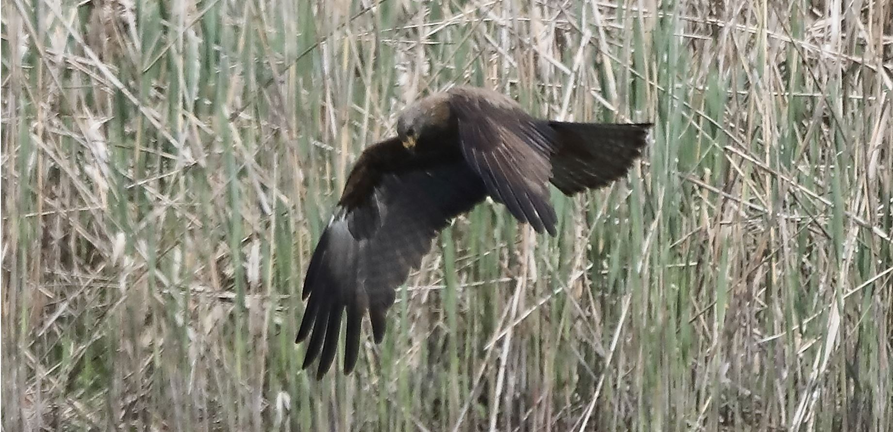 Black kite 04-05-2022