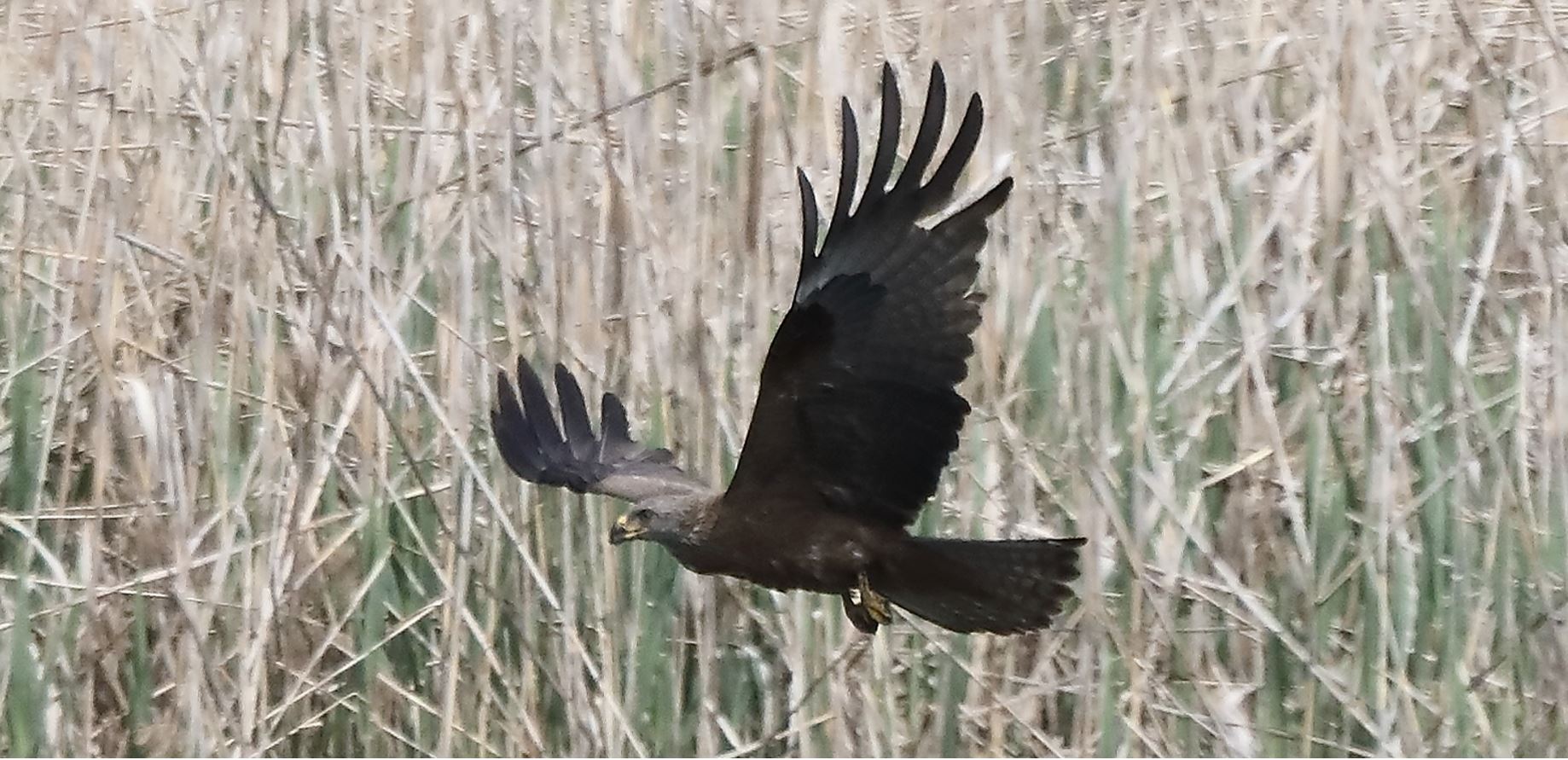 Black kite 04-05-2022