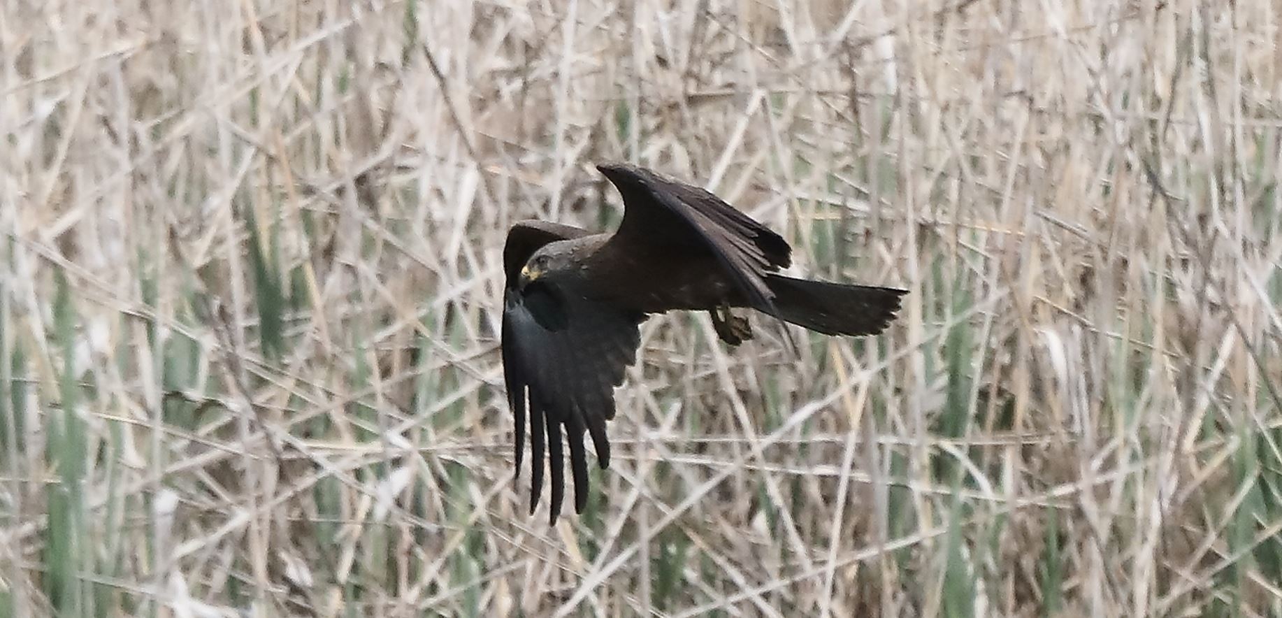 Nibbio bruno 04-05-2022