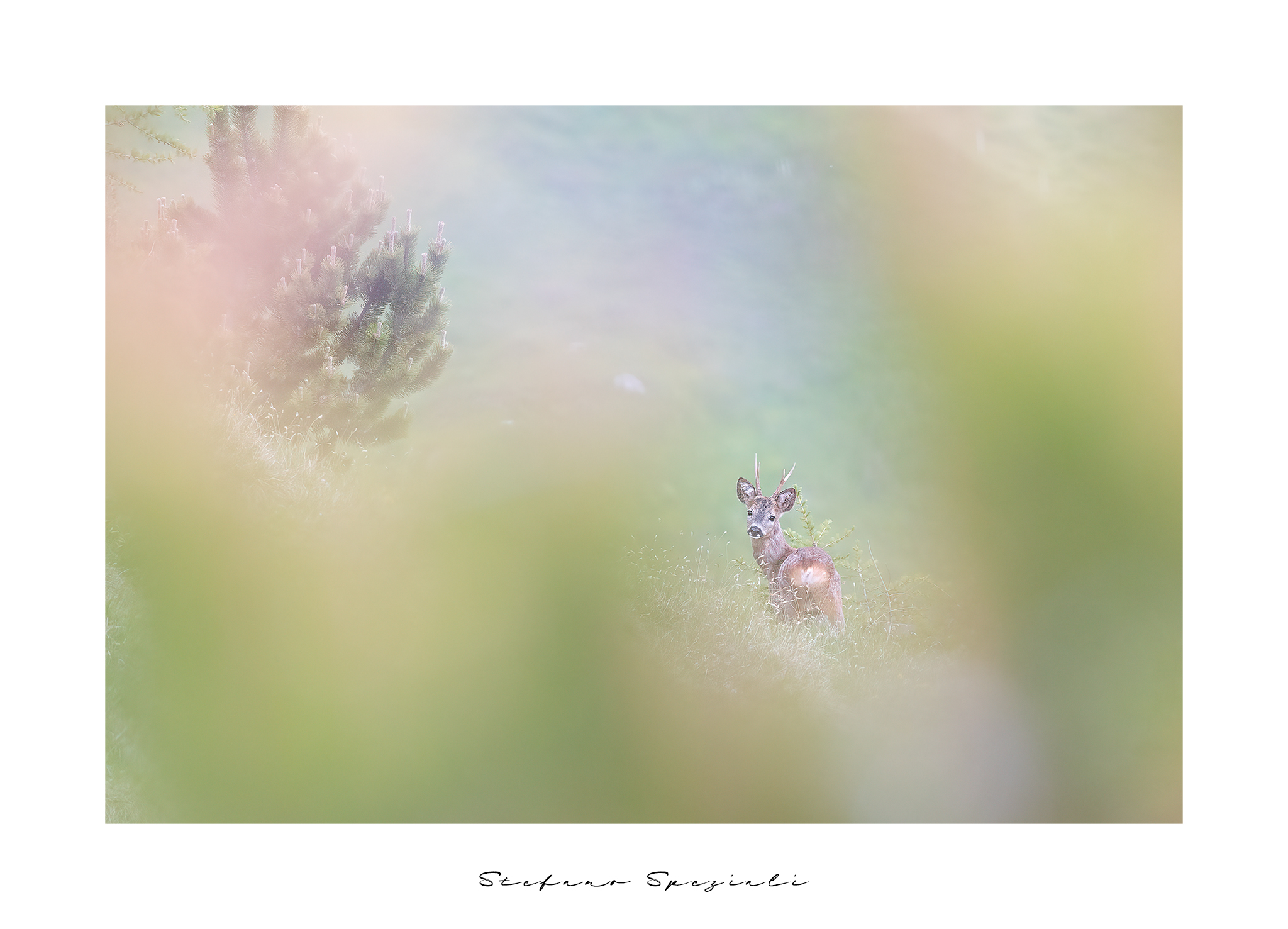 Roe deer - Capreolus capreolus