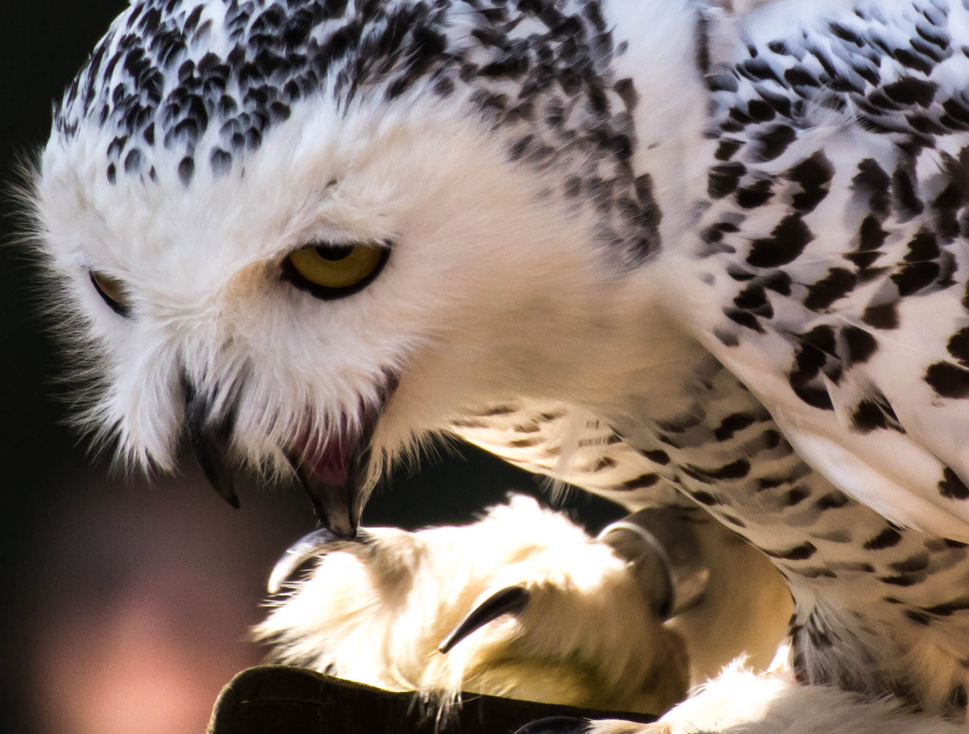 White Owl of the Snow