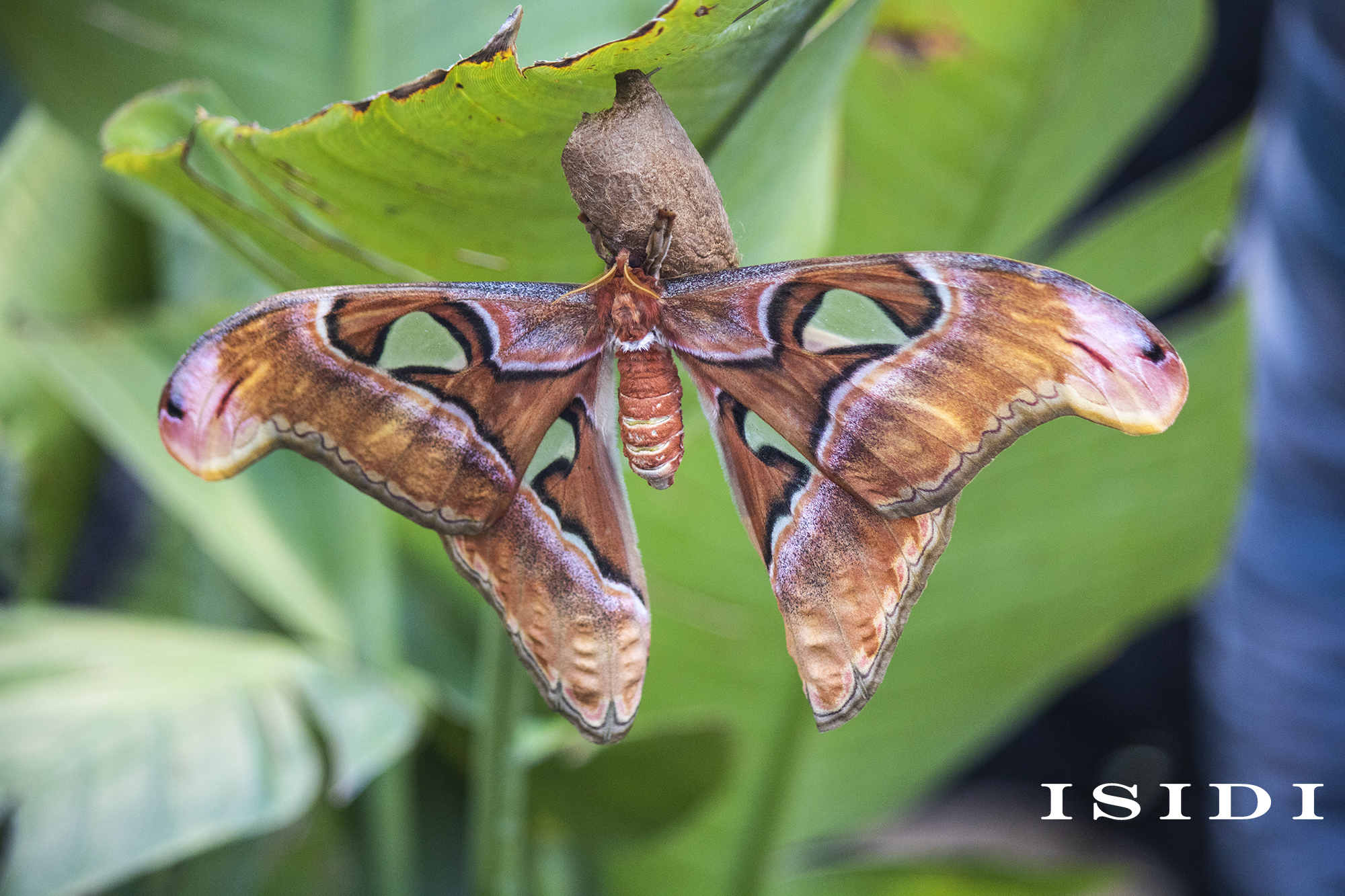 Attacus Atlas