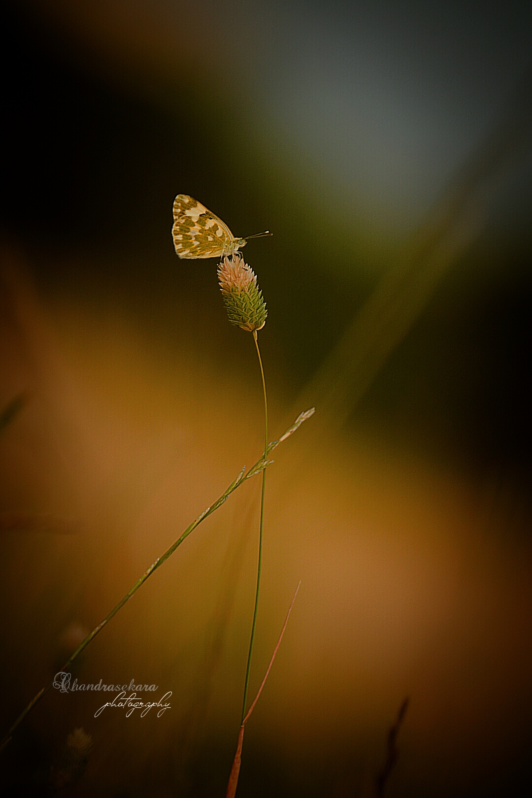Natura toscana