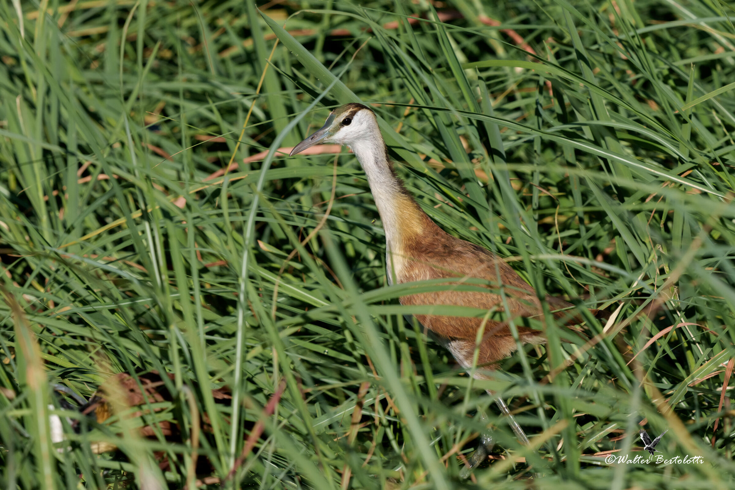 jacana (f)