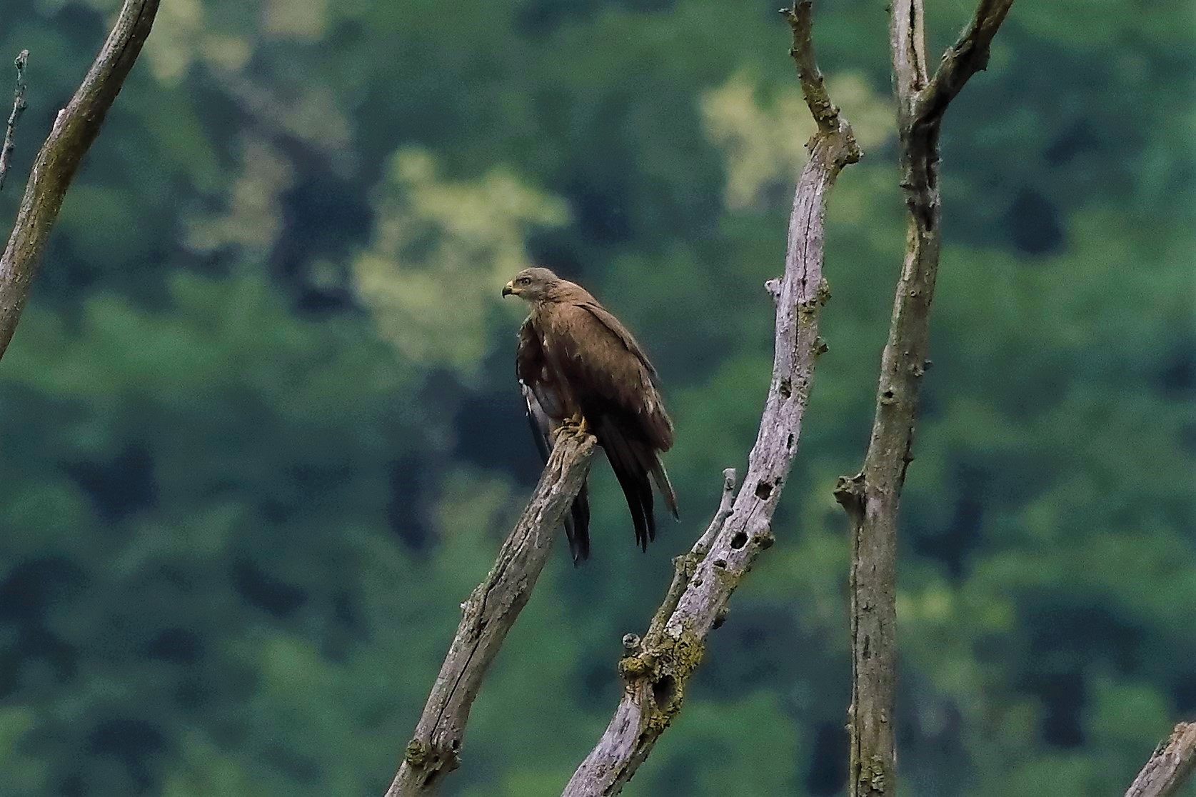 Nibbio bruno 09-05-2022