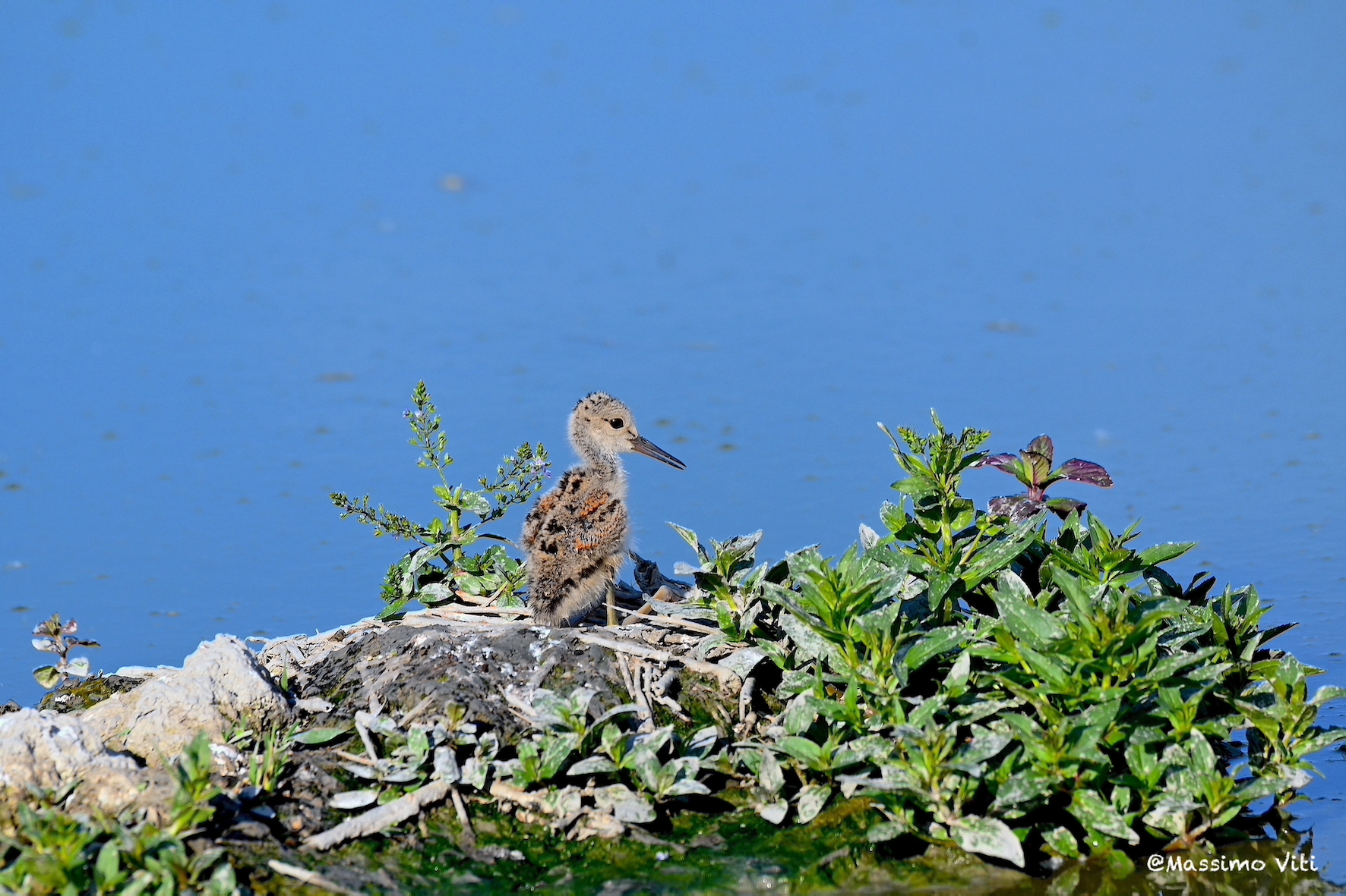 Pulcino di Cavaliere d'Italia