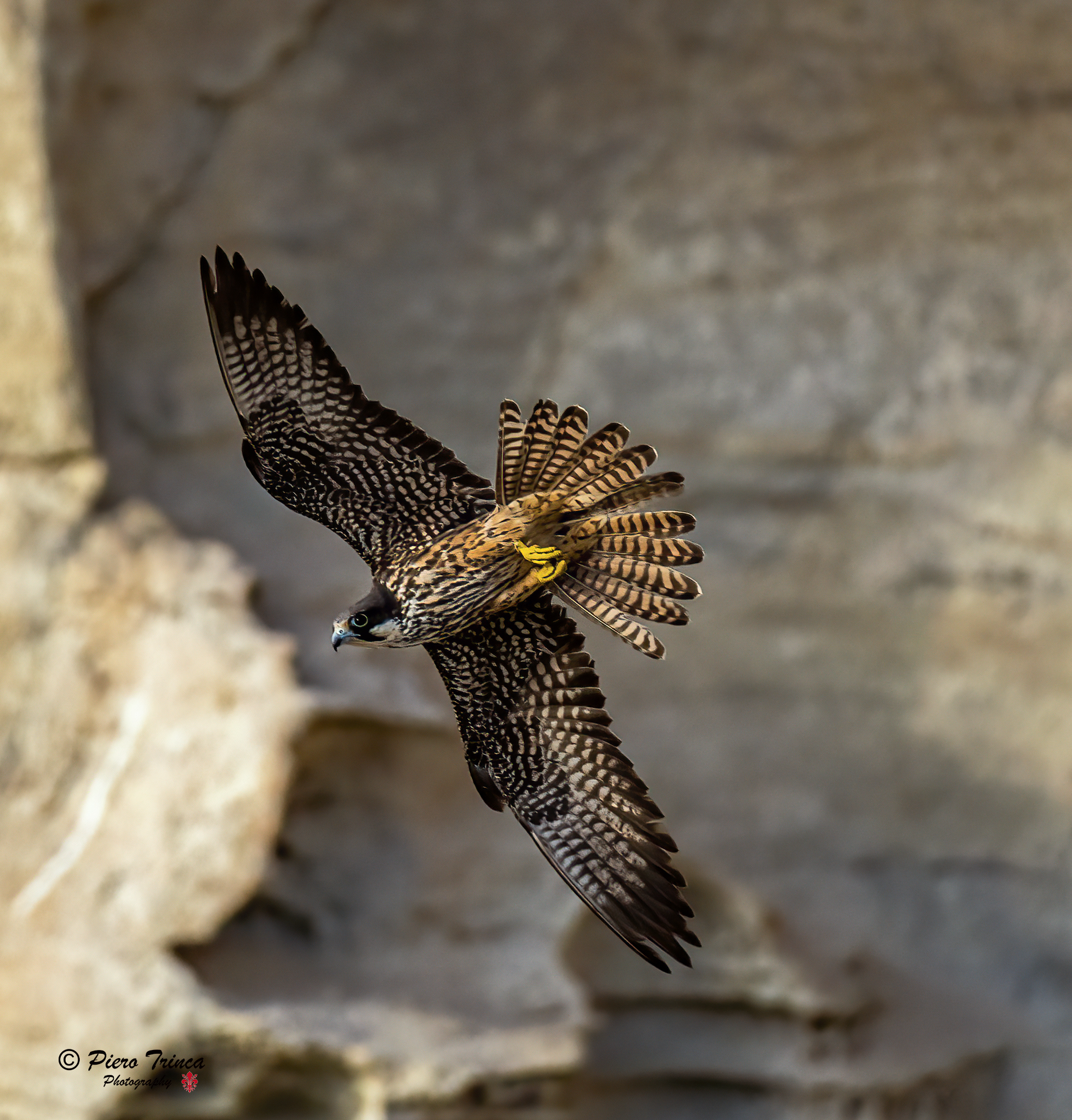 falco della regina Sardegna