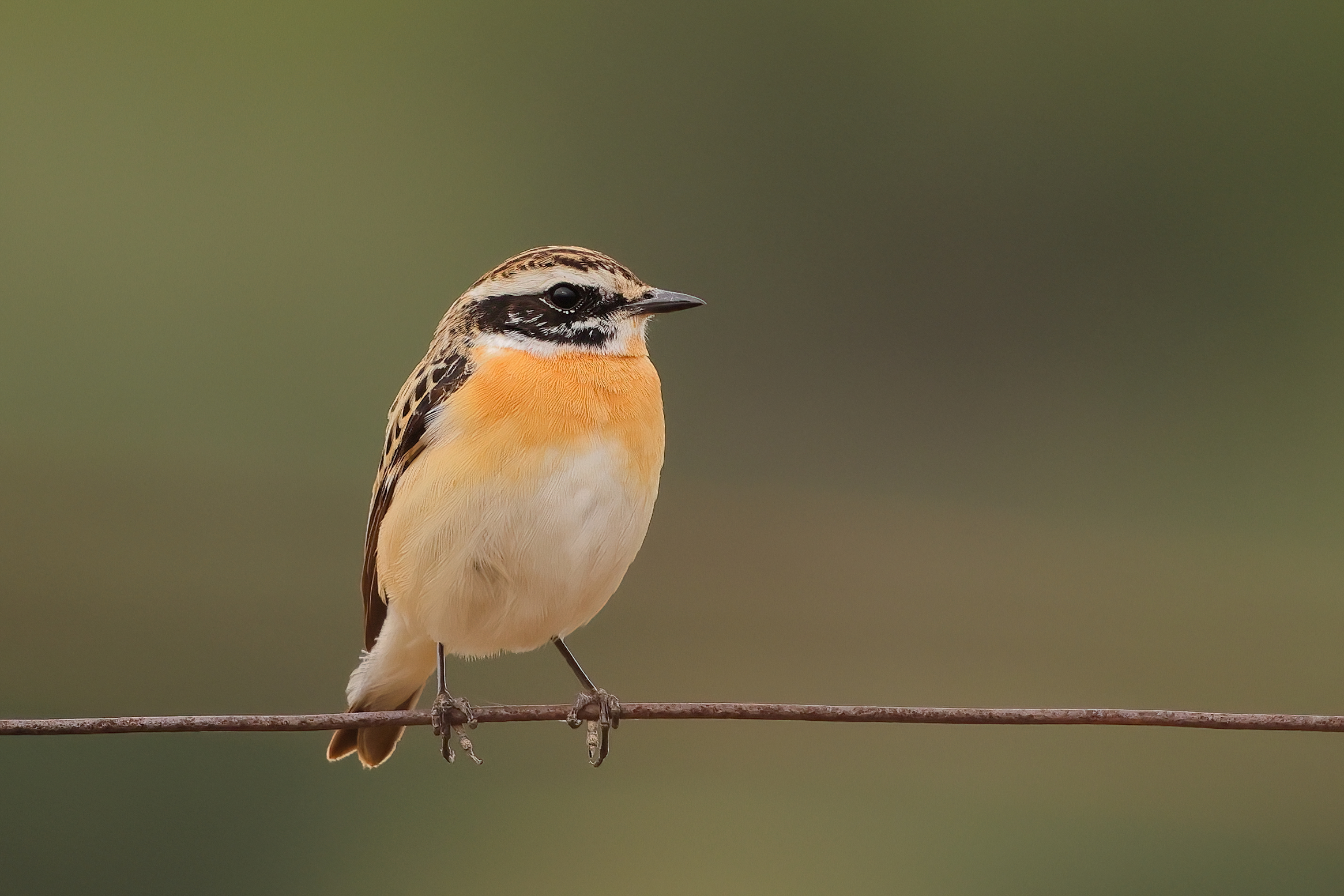 Whinchat