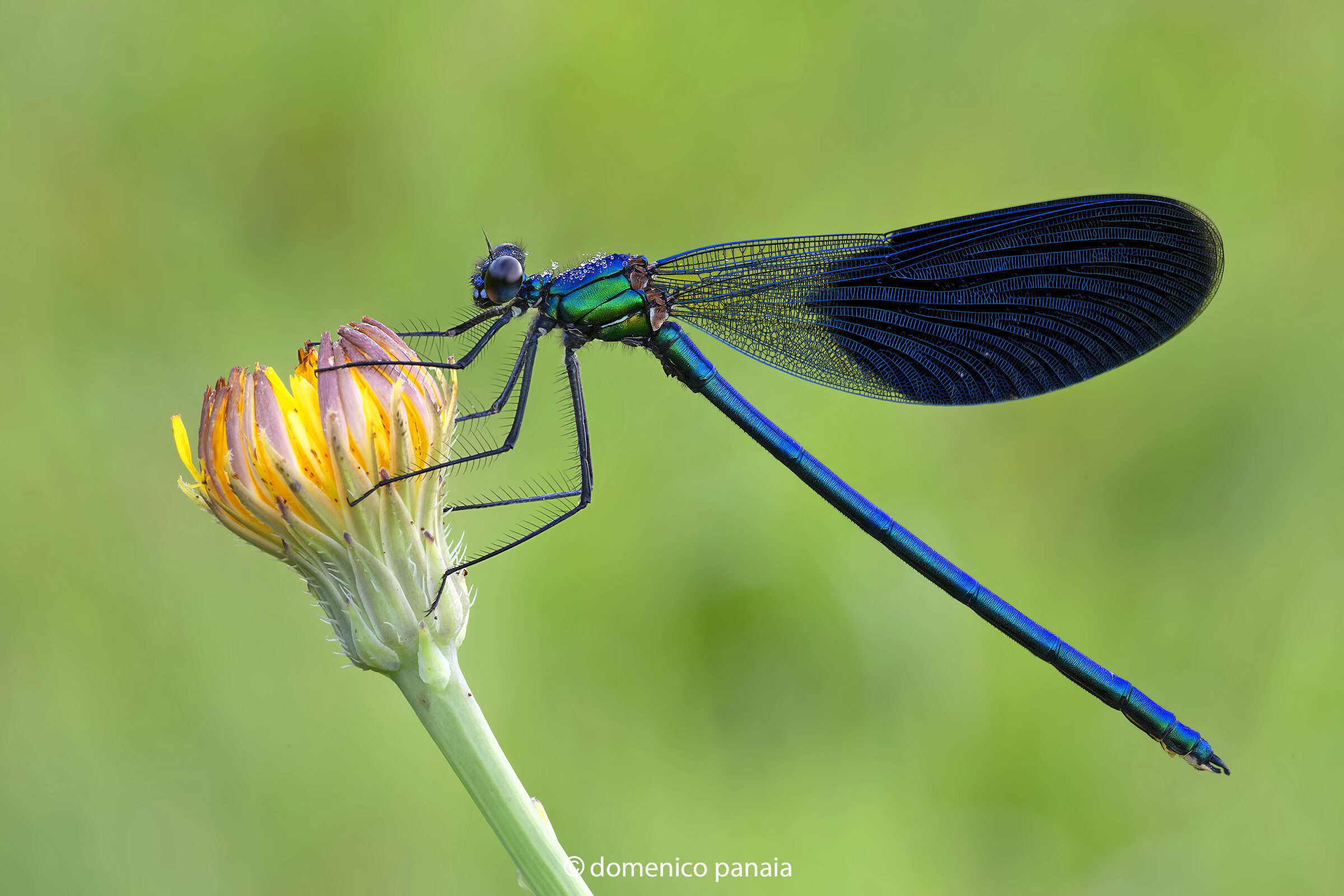 calopteryx splendens