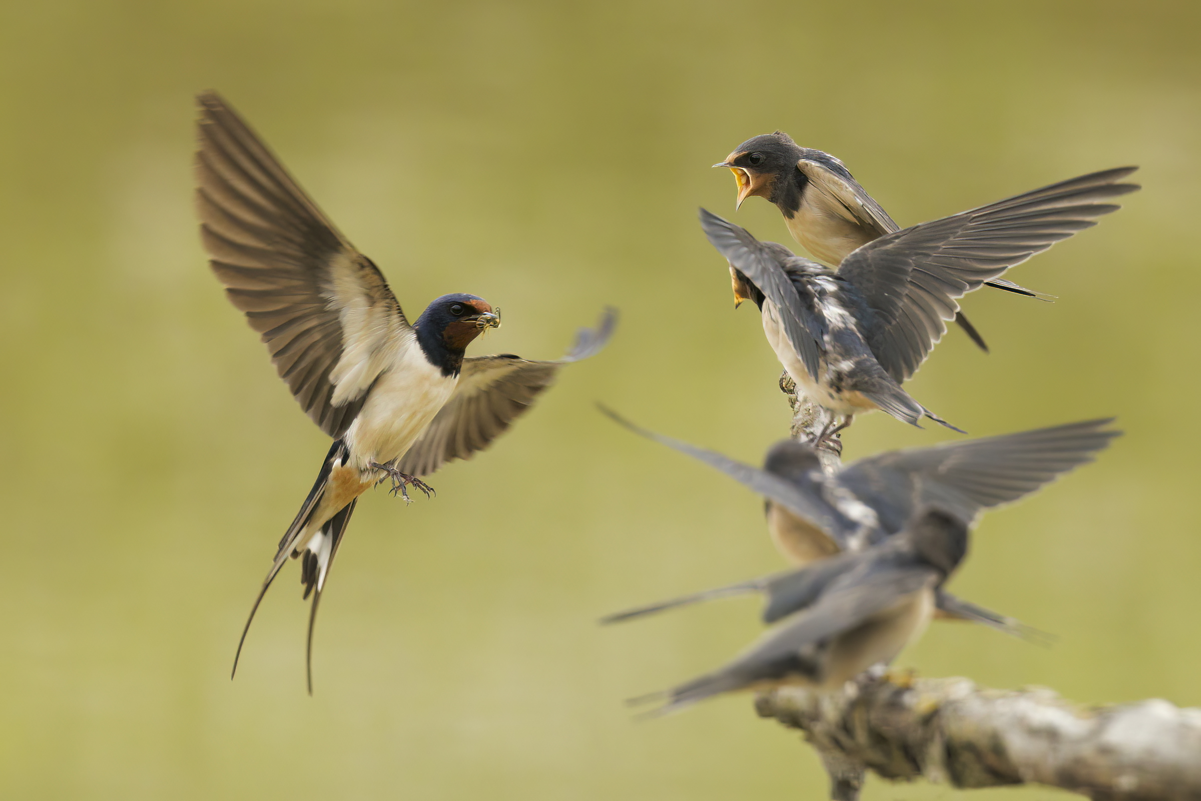 Swallow with offspring
