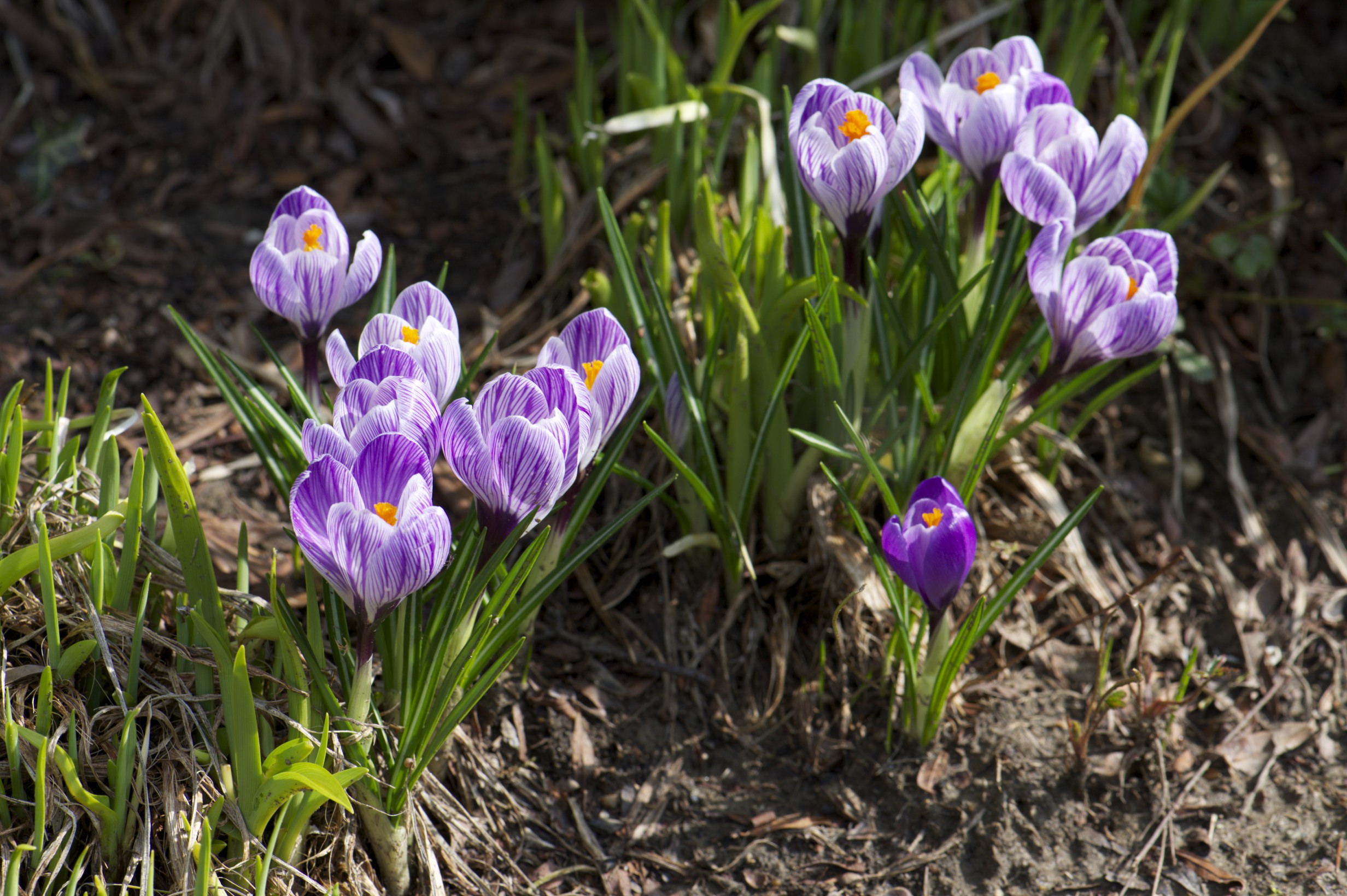 Crocus/1