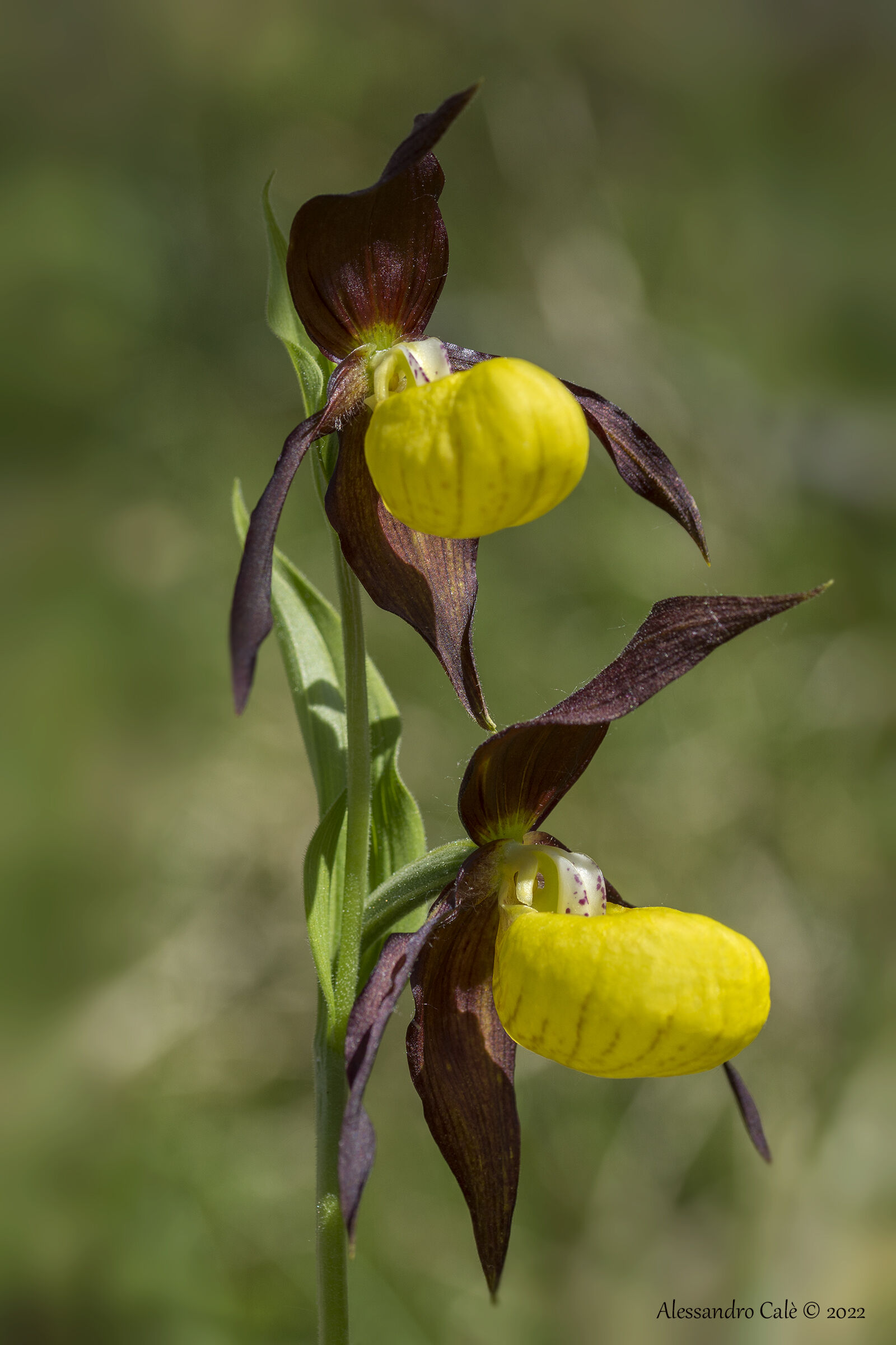 Cypripedium calceolus (Pianella della Madonna) 5962