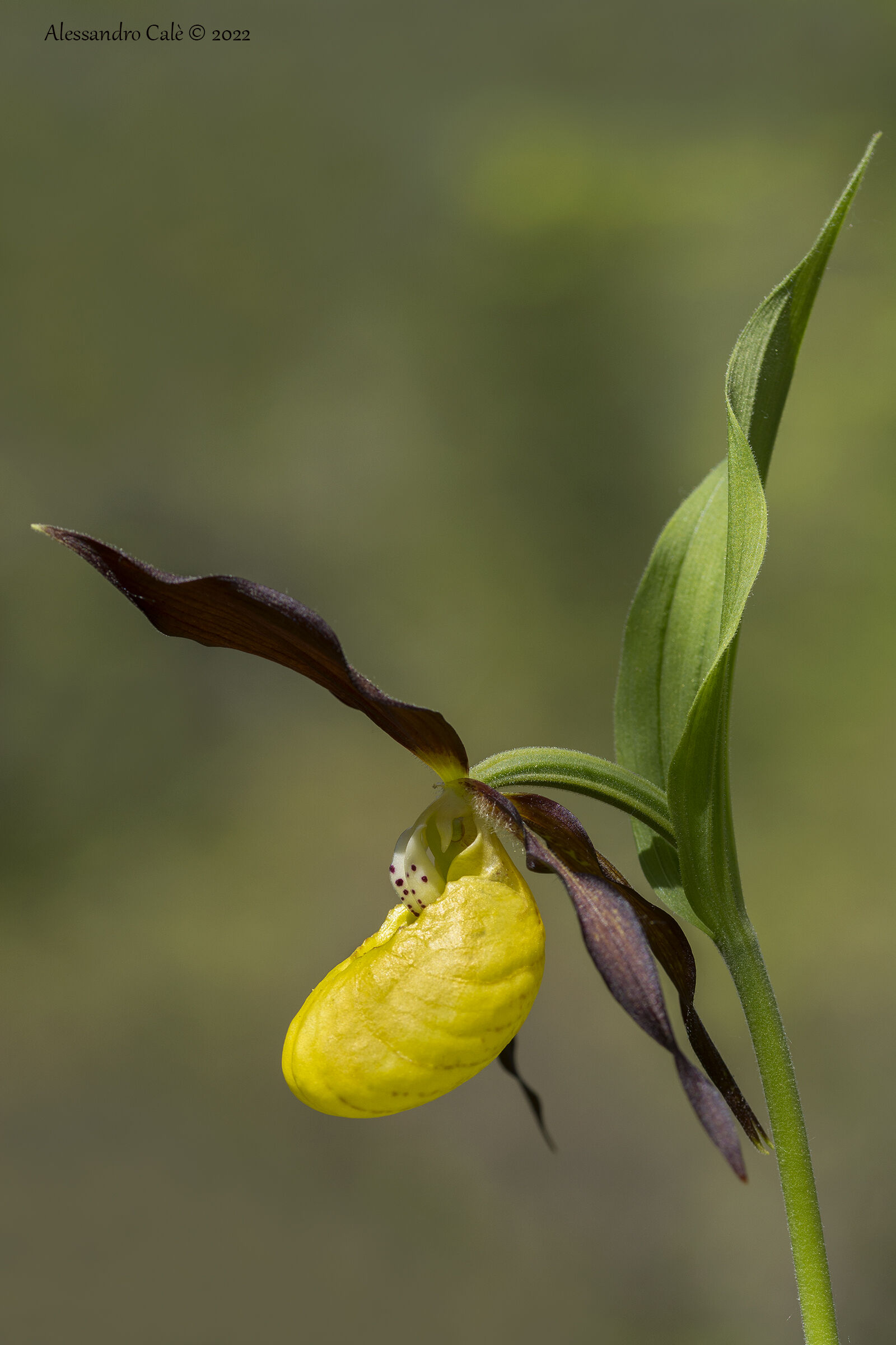Cypripedium calceolus (Pianella della Madonna) 6035
