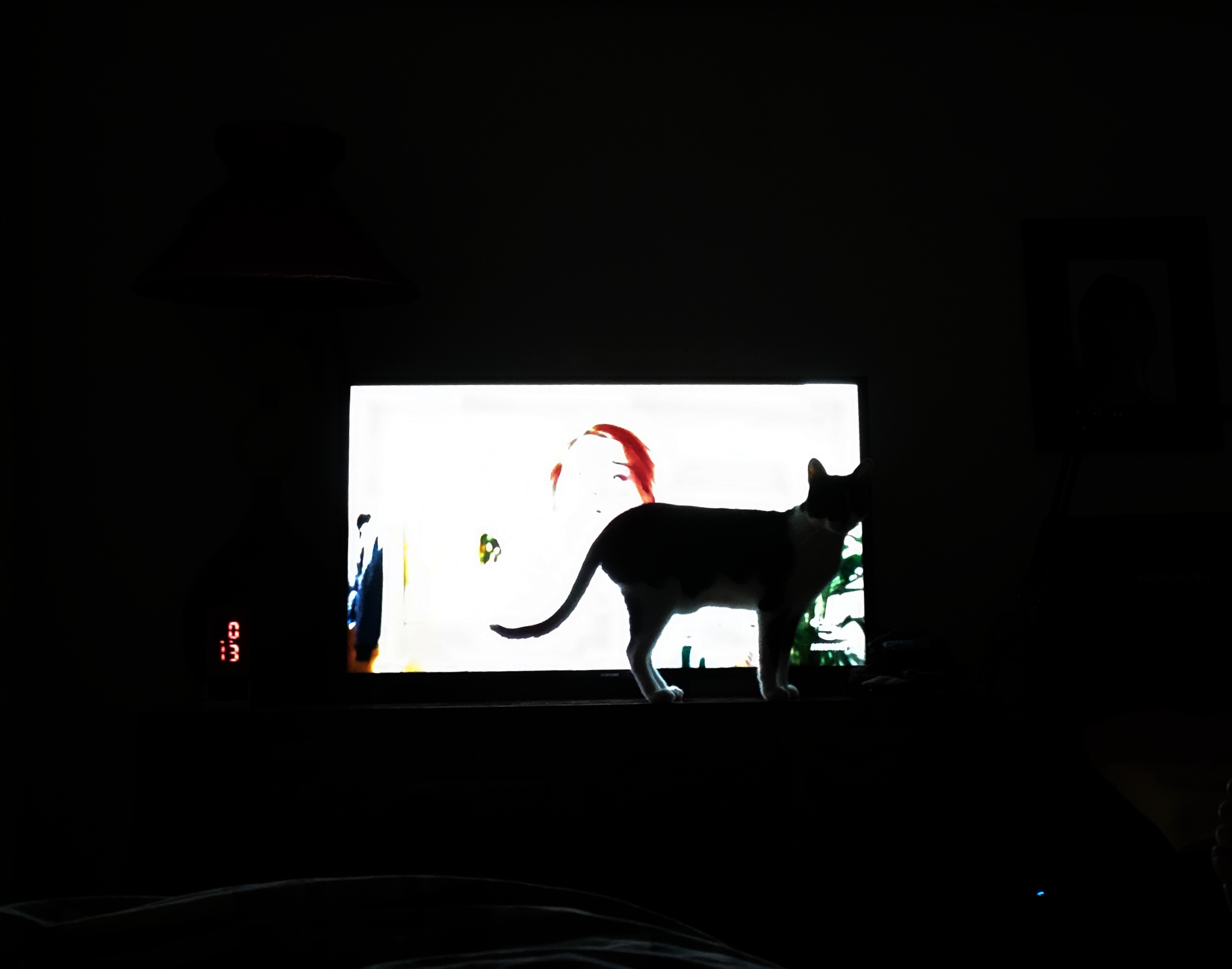 Gatto Ciro