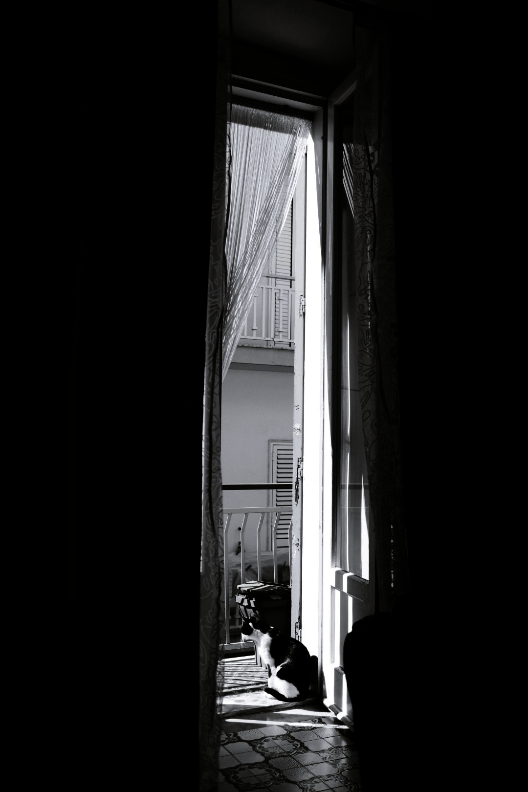 Light & cat