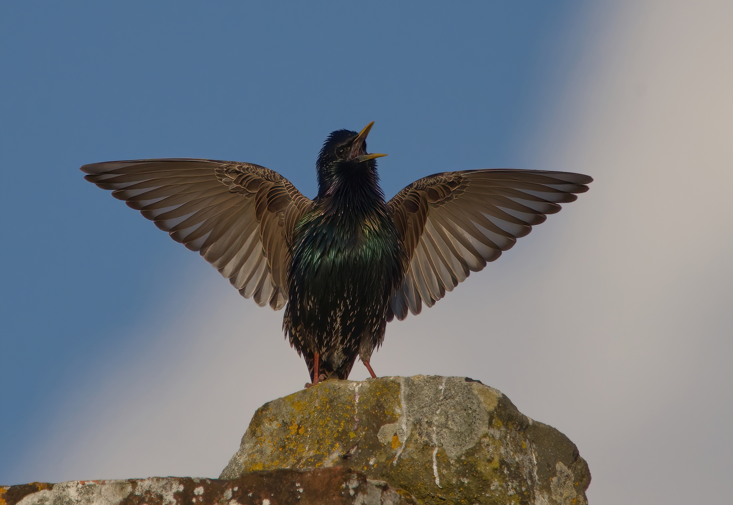 I'm the king of rooftops